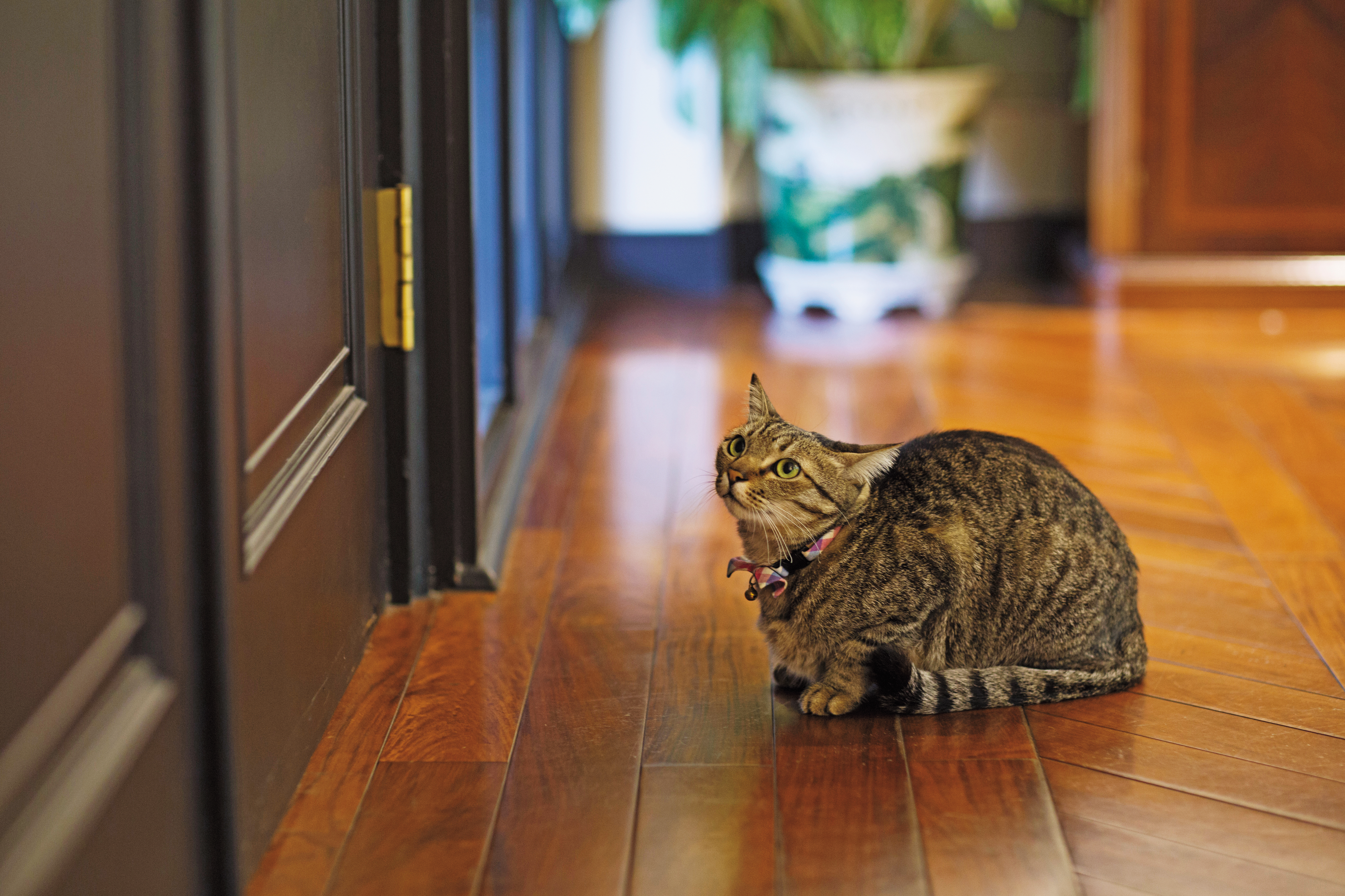 比較懂事的蔡想想出門走一走會自己回家。