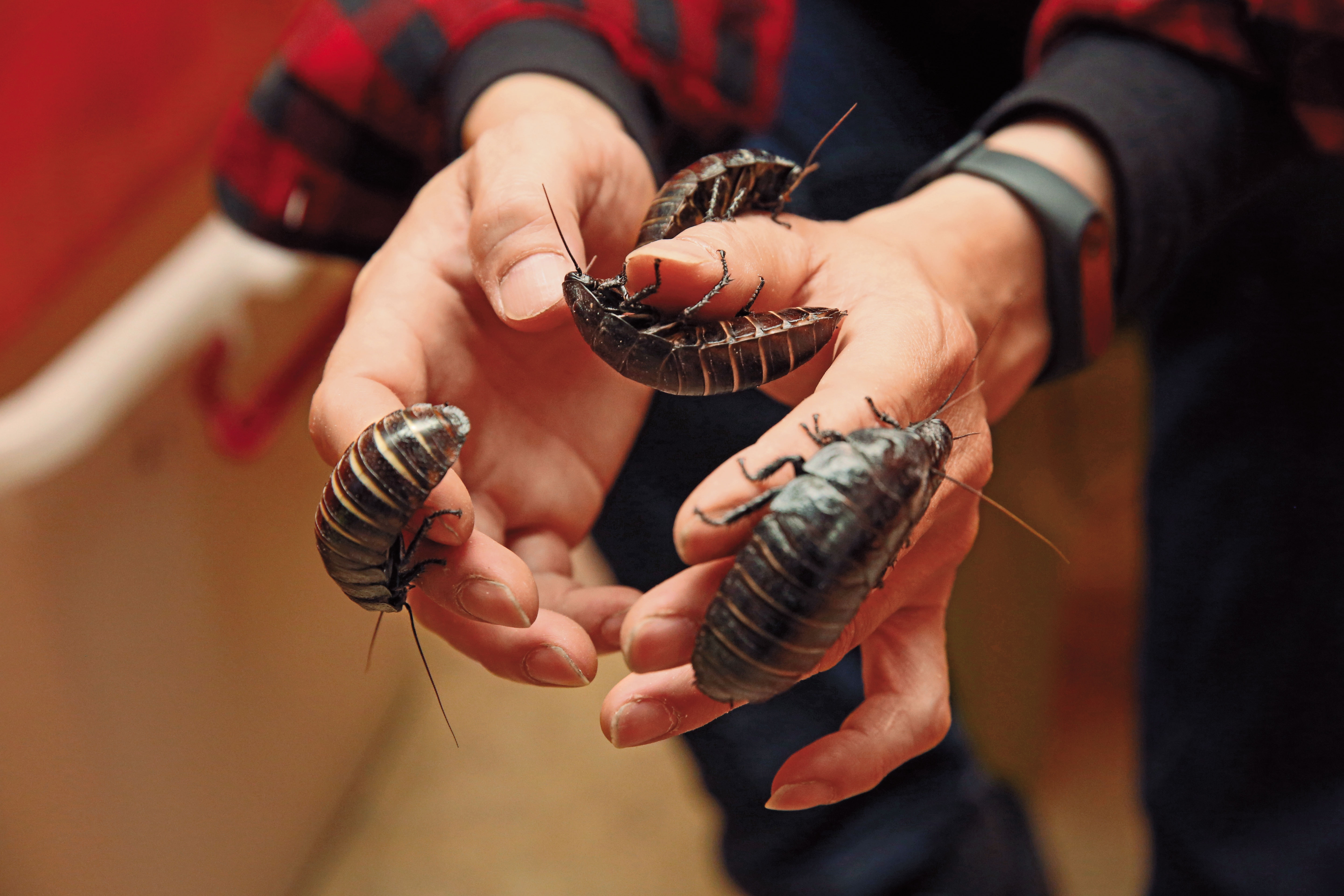 蟑螂不只是爬蟲動物的飼料，單價150元的黑色馬達加斯加蟑螂因外型威武，被昆蟲玩家當成寵物。