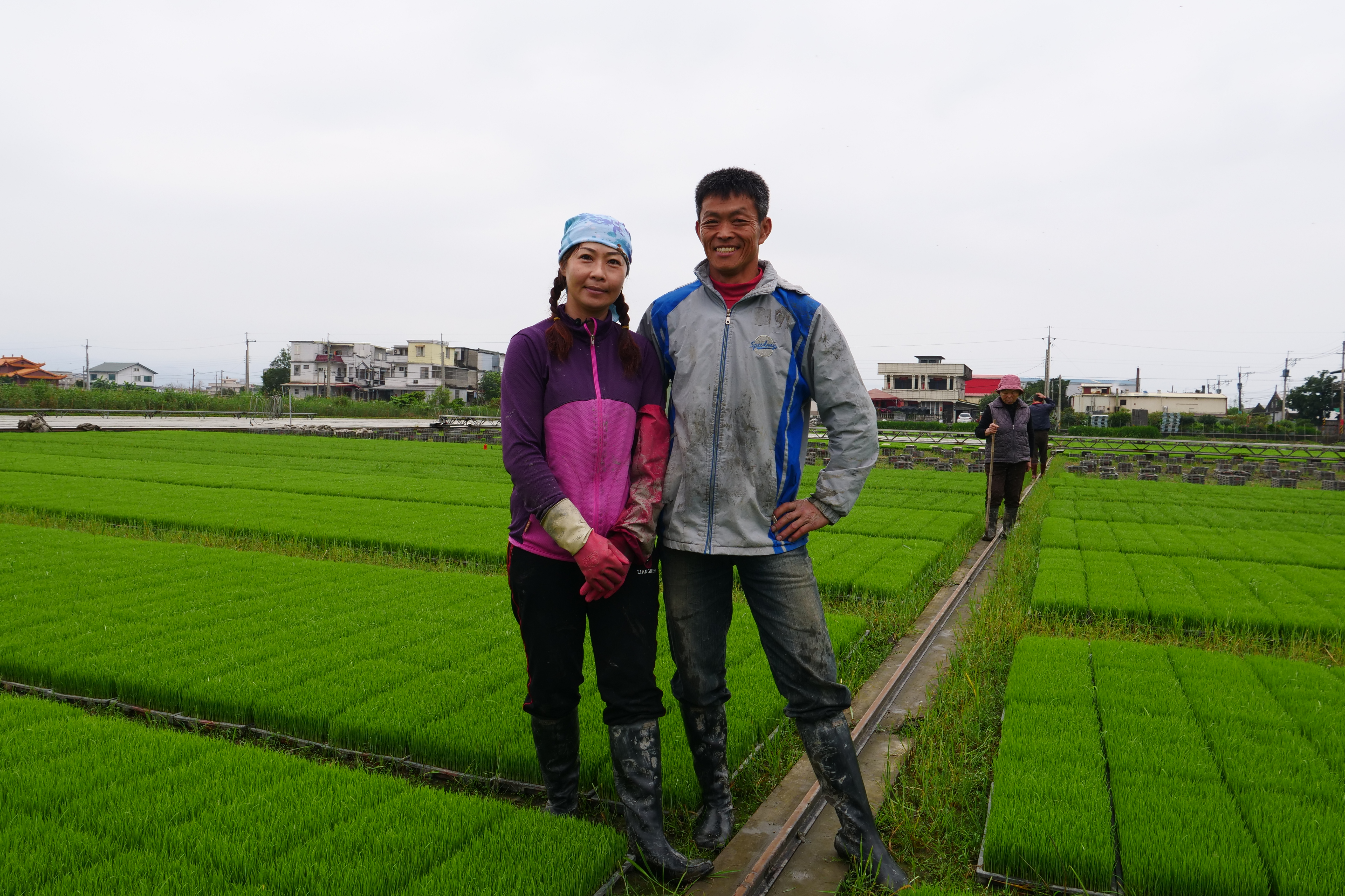 在游麗雪、方福在的努力下，日本「夢之華」米品種在宜蘭長得極好，兩人為這支米掛上「雪福米」品牌，吃過的人都喜歡。