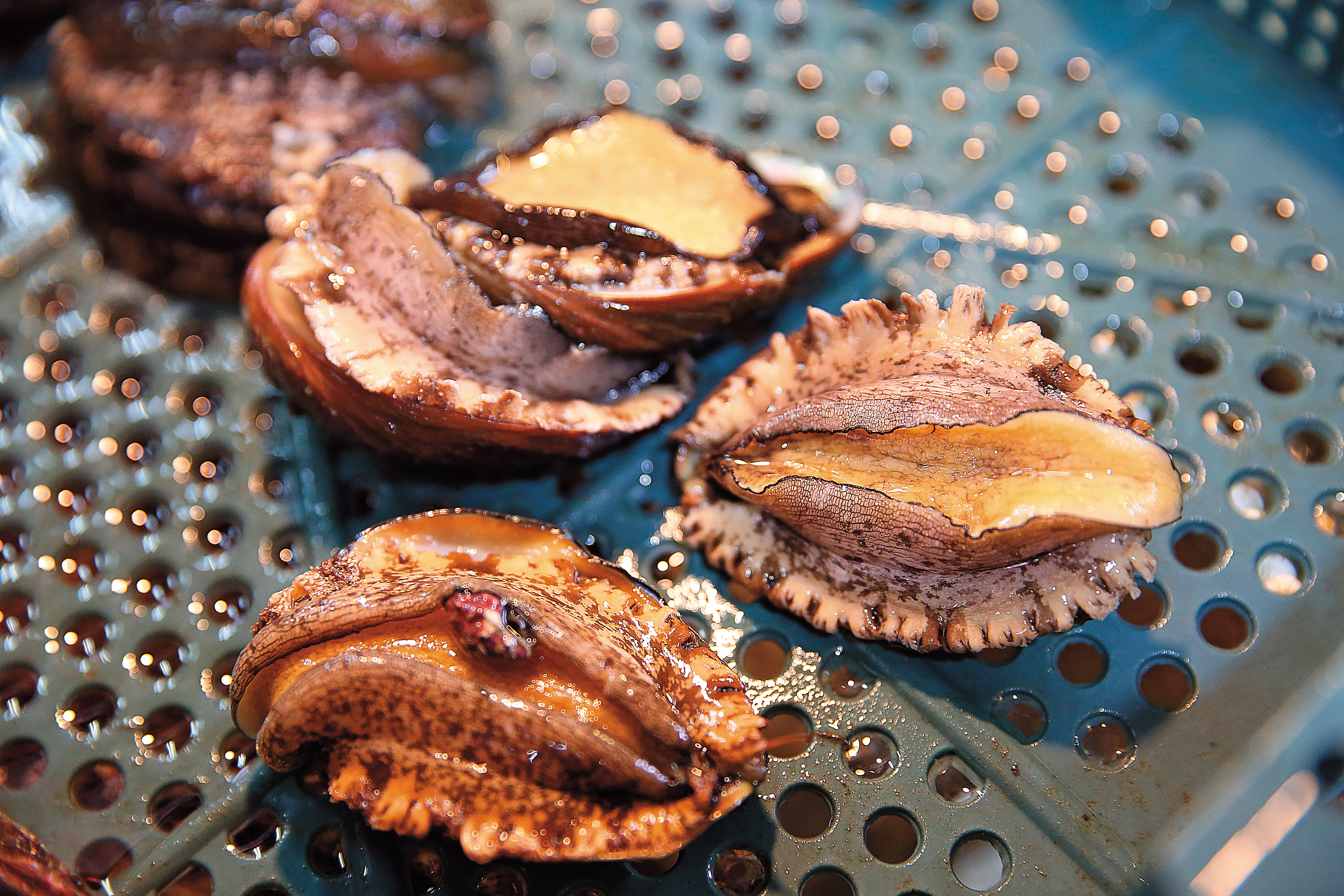 貢寮鮑標榜以天然的海水養殖,近年打響知名度,每斤售價約650元。