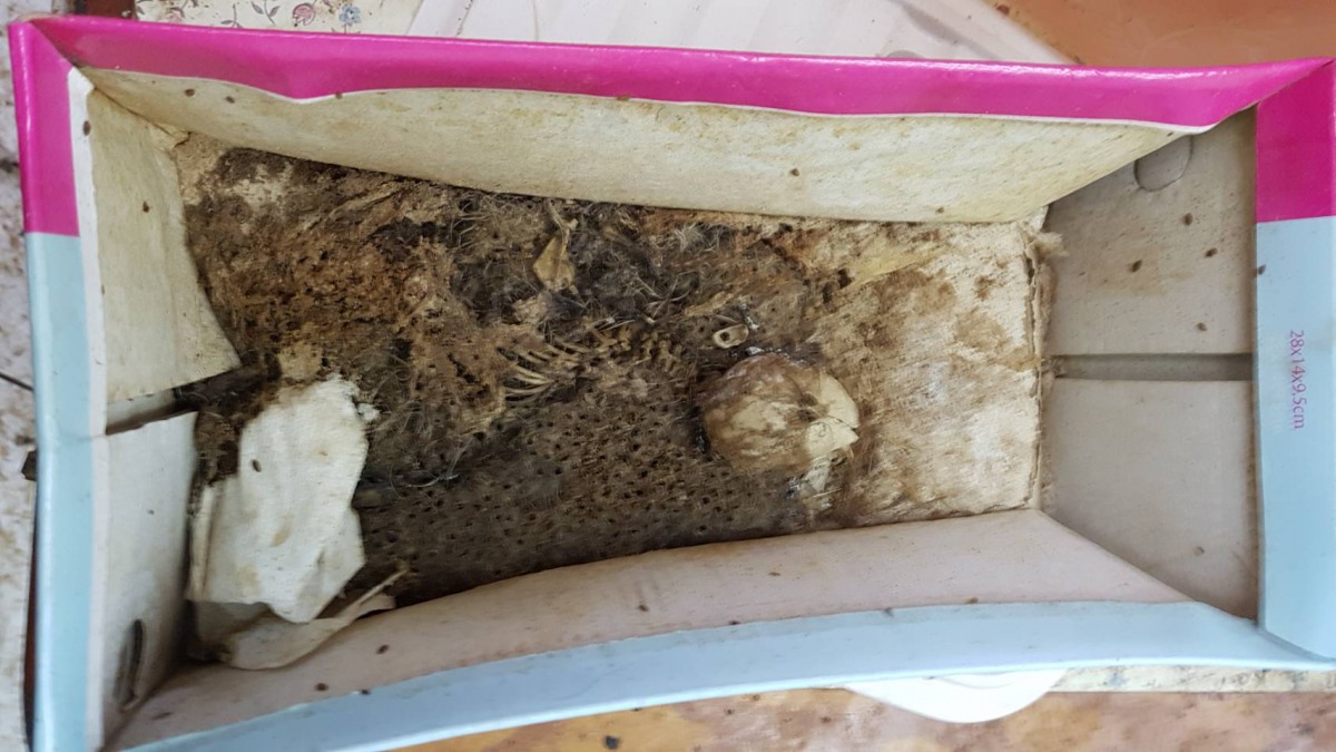 幼貓屍體被放置在盒內，屍體則已化成白骨。（翻攝畫面）