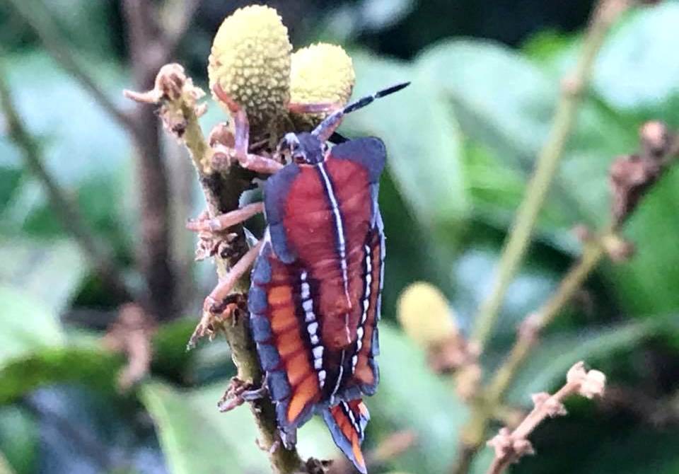 目前正值荔枝椿象繁殖期，台灣許多地方都能看到牠們的蹤影。（翻攝臉書台灣護樹團體聯盟）