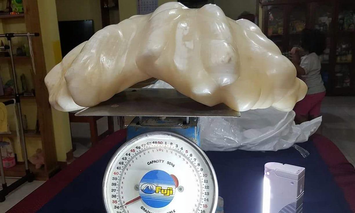 重達34公斤的珍珠，經鑑定確認將是世界最大的珍珠。(Peurto Princesa Tourism Office, Philippines）