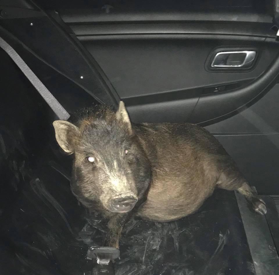 當事豬在警車上的無辜畫面。（翻攝自 North Ridgeville Police Department 粉專）