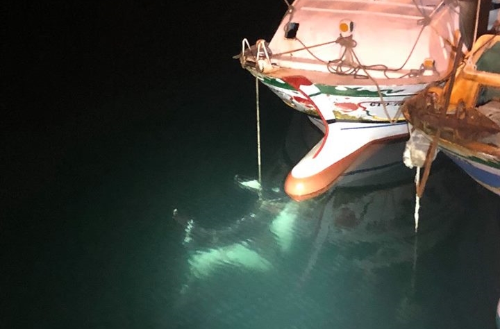 澎湖漁民意外捕獲國際瀕危物種「鬼蝠魟」，而且牠重達600公斤，隨後一度傳出船長開價1,000萬才肯放生消息，引起網友不滿瘋傳「求救」訊息。（翻攝自臉書）