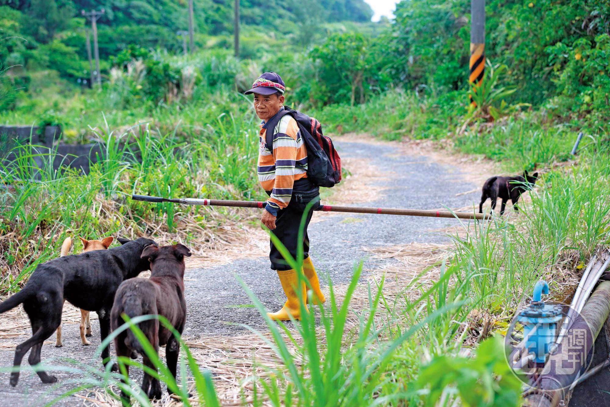 「蘭嶼山豬王」鍾馬雄帶著他的獵犬,深入獵區「為民除害」。