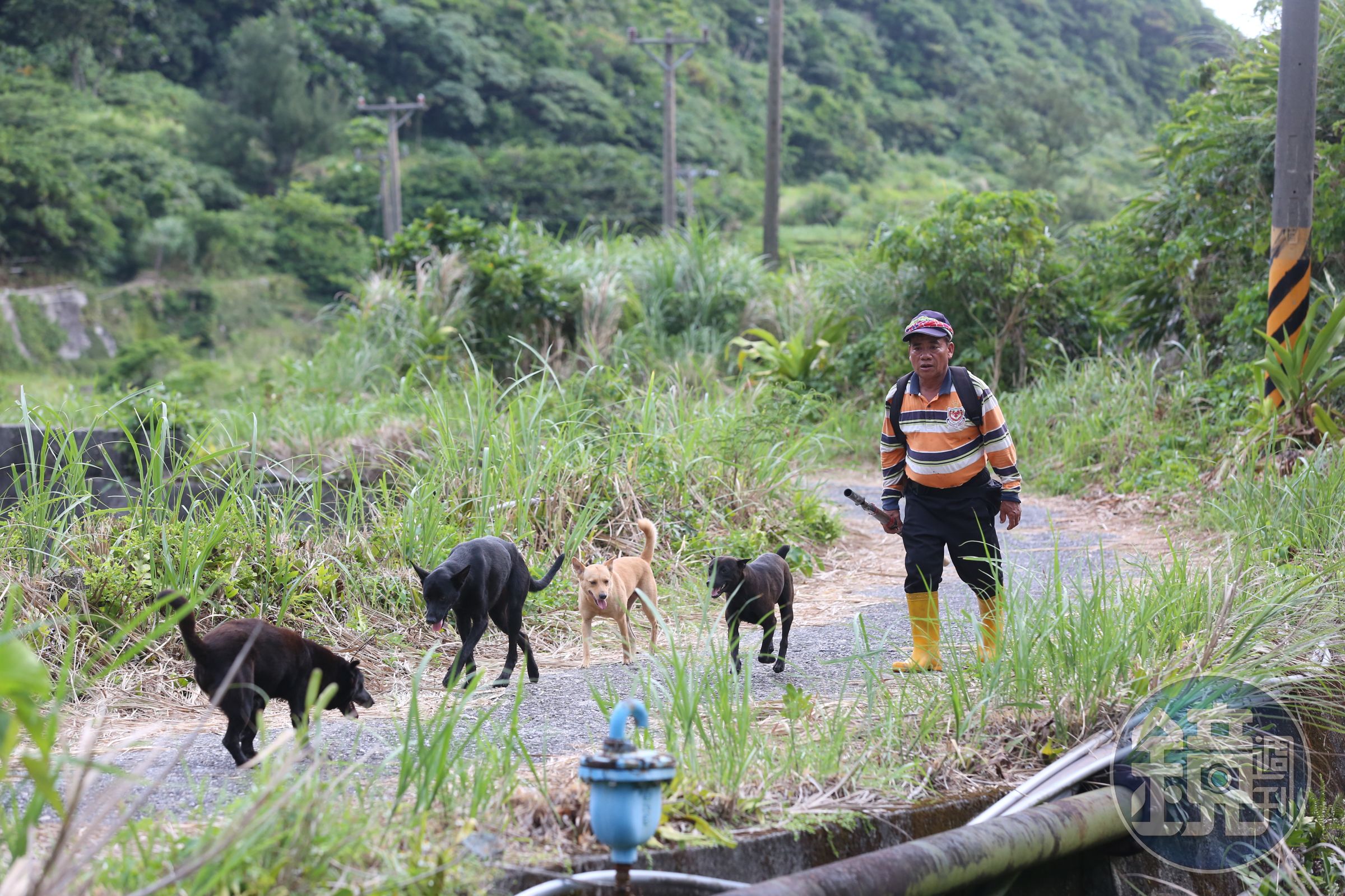 「蘭嶼山豬王」鍾馬雄帶著他的獵犬，深入獵區「為民除害」。