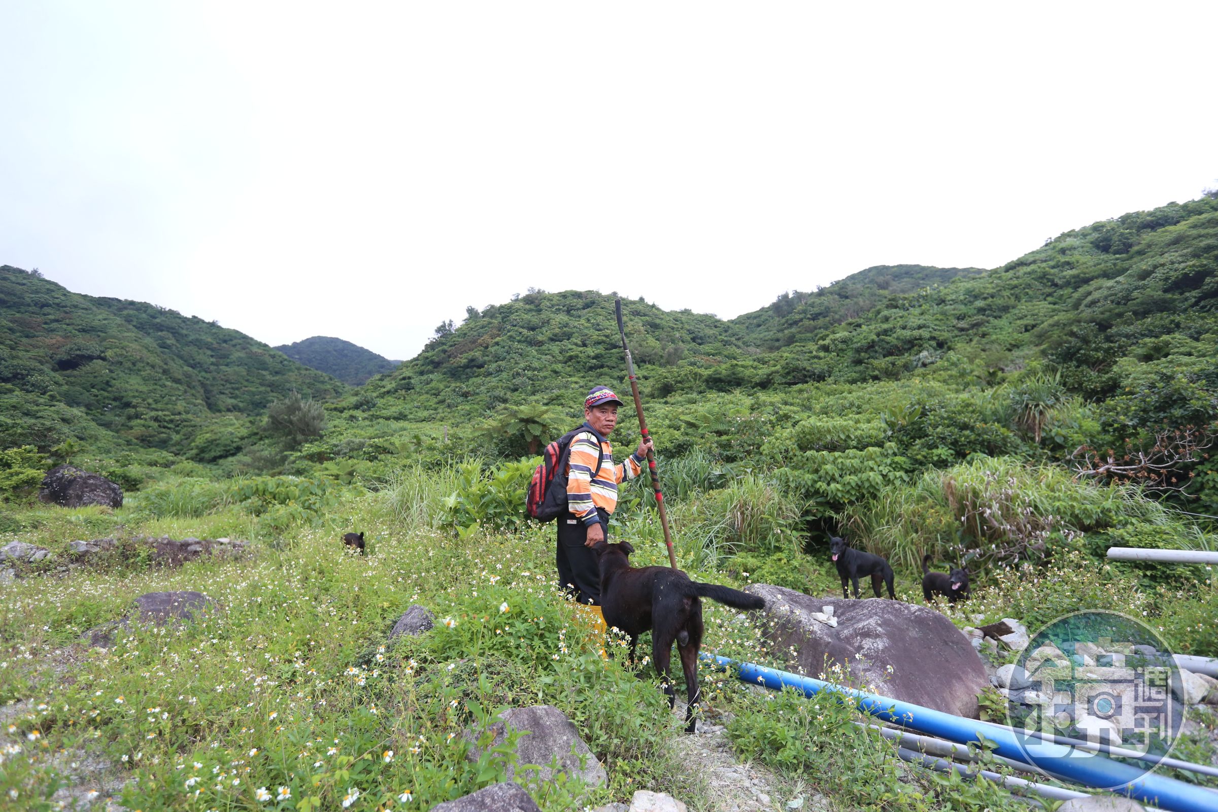 「蘭嶼山豬王」鍾馬雄帶著他的獵犬，深入獵區「為民除害」。