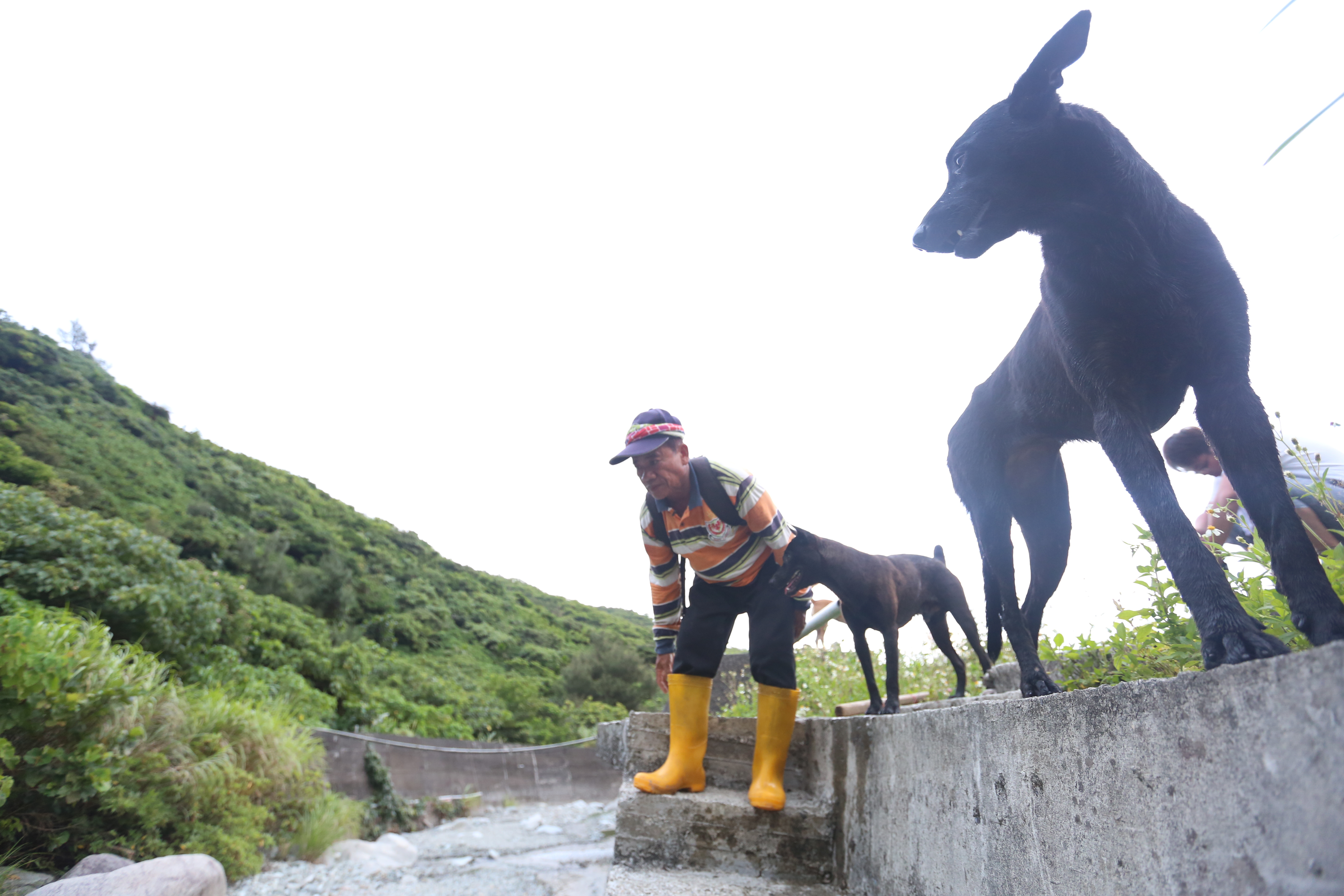 「蘭嶼山豬王」鍾馬雄帶著他的獵犬，深入獵區「為民除害」。