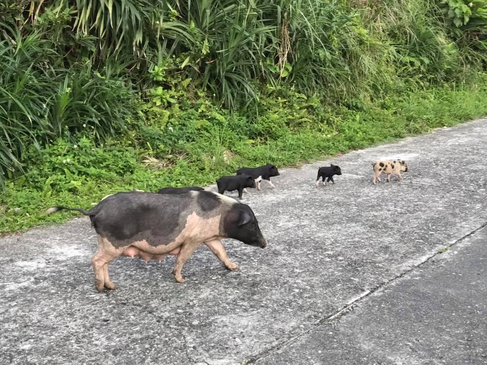 豬隻在蘭嶼當地的環島公路上隨處可見，更可見大小豬隻招搖過街、與車爭道。