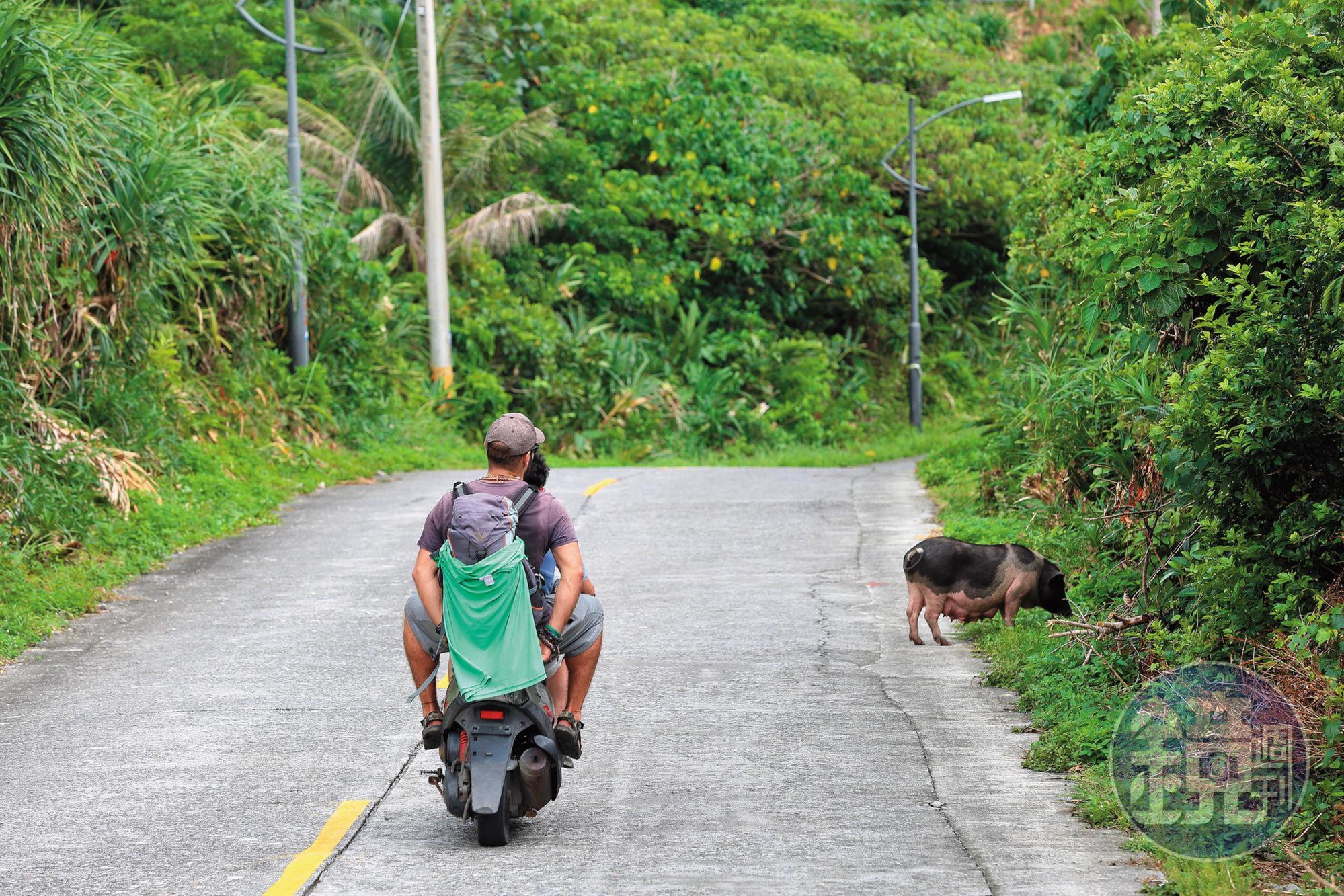 豬隻在蘭嶼當地的環島公路上隨處可見，更可見大小豬隻招搖過街、與車爭道。