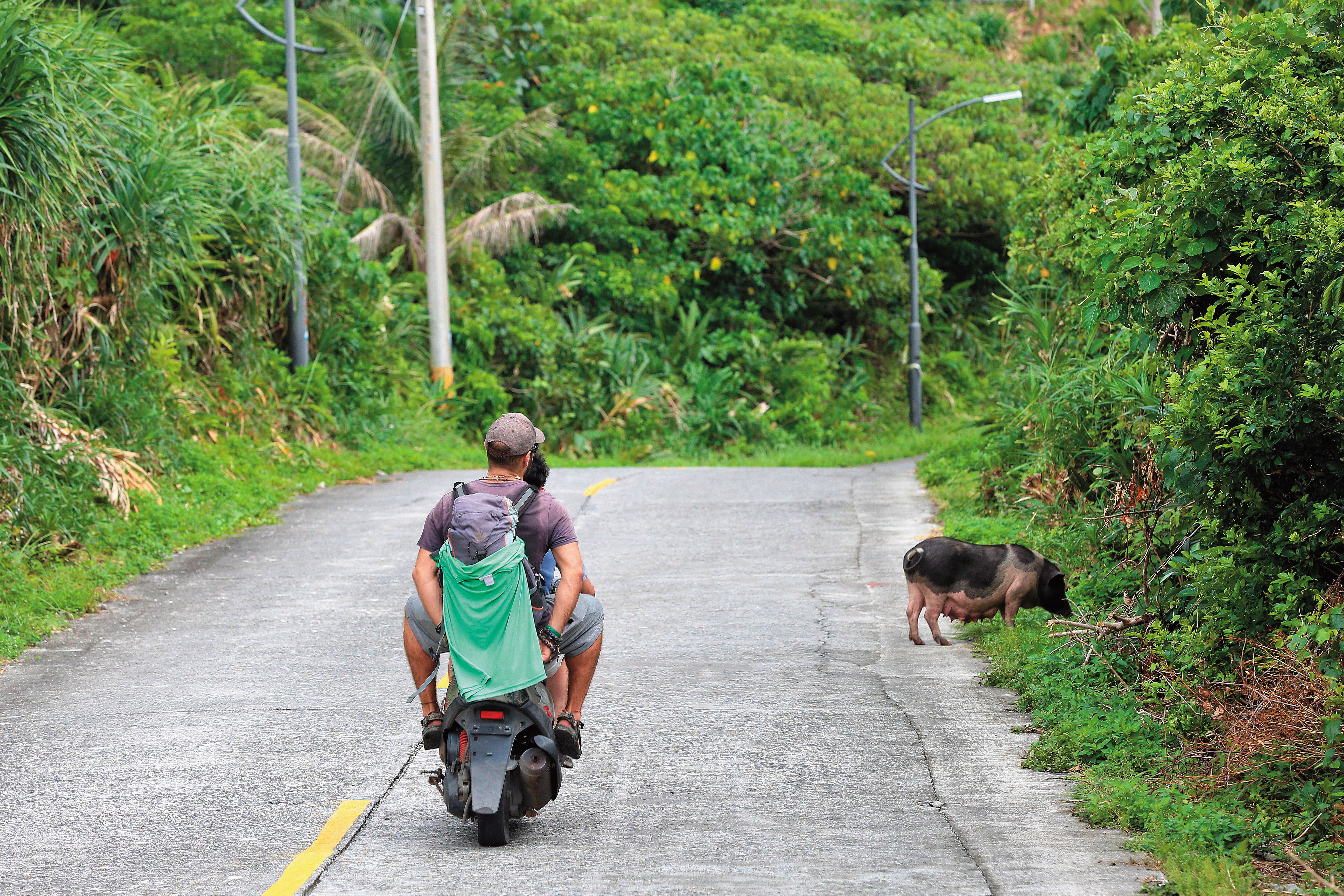 豬隻在蘭嶼當地的環島公路上隨處可見，更可見大小豬隻招搖過街、與車爭道。