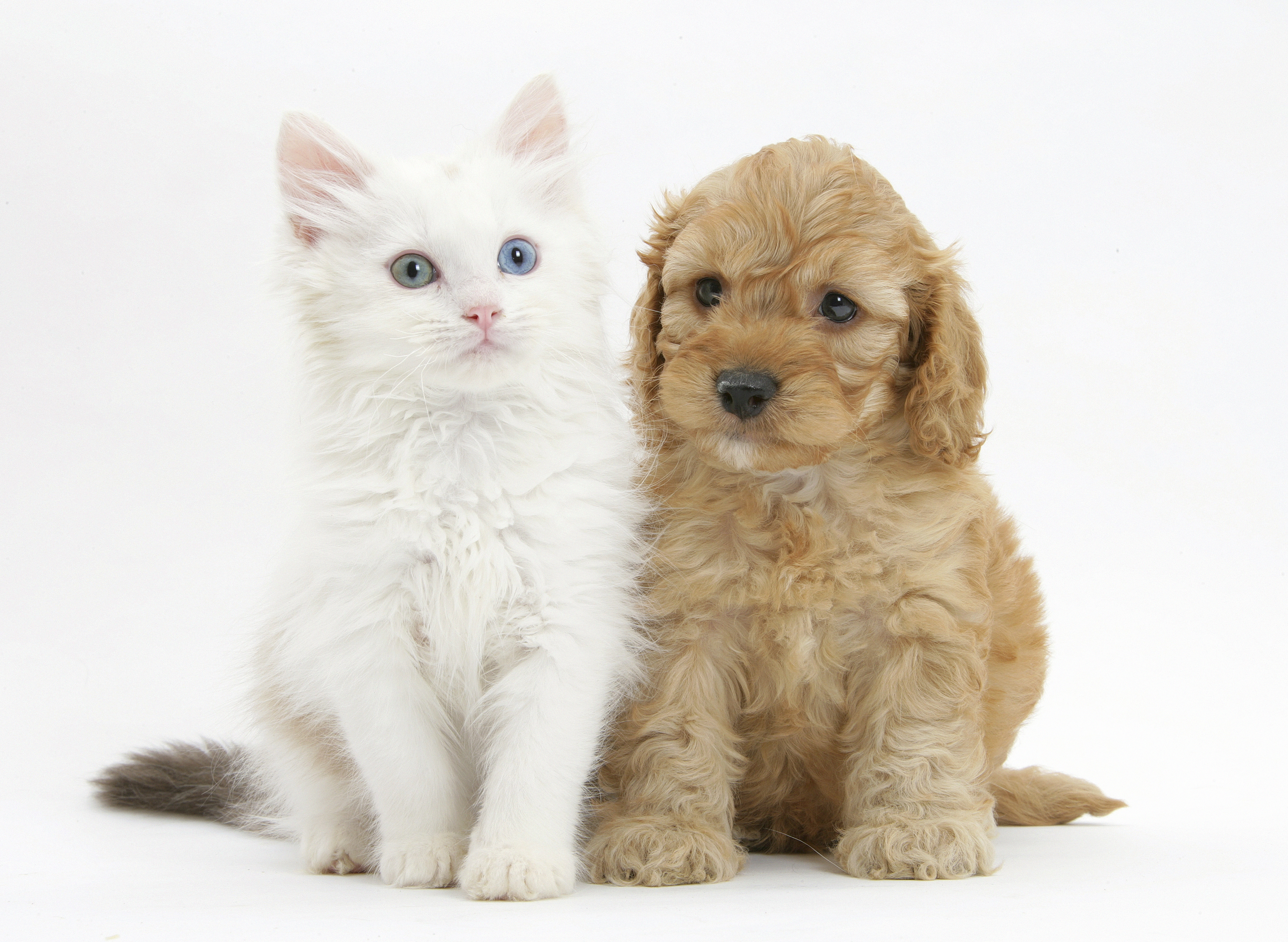 布偶貓（左）被形容是「像狗一樣思考的貓」。（東方IC）