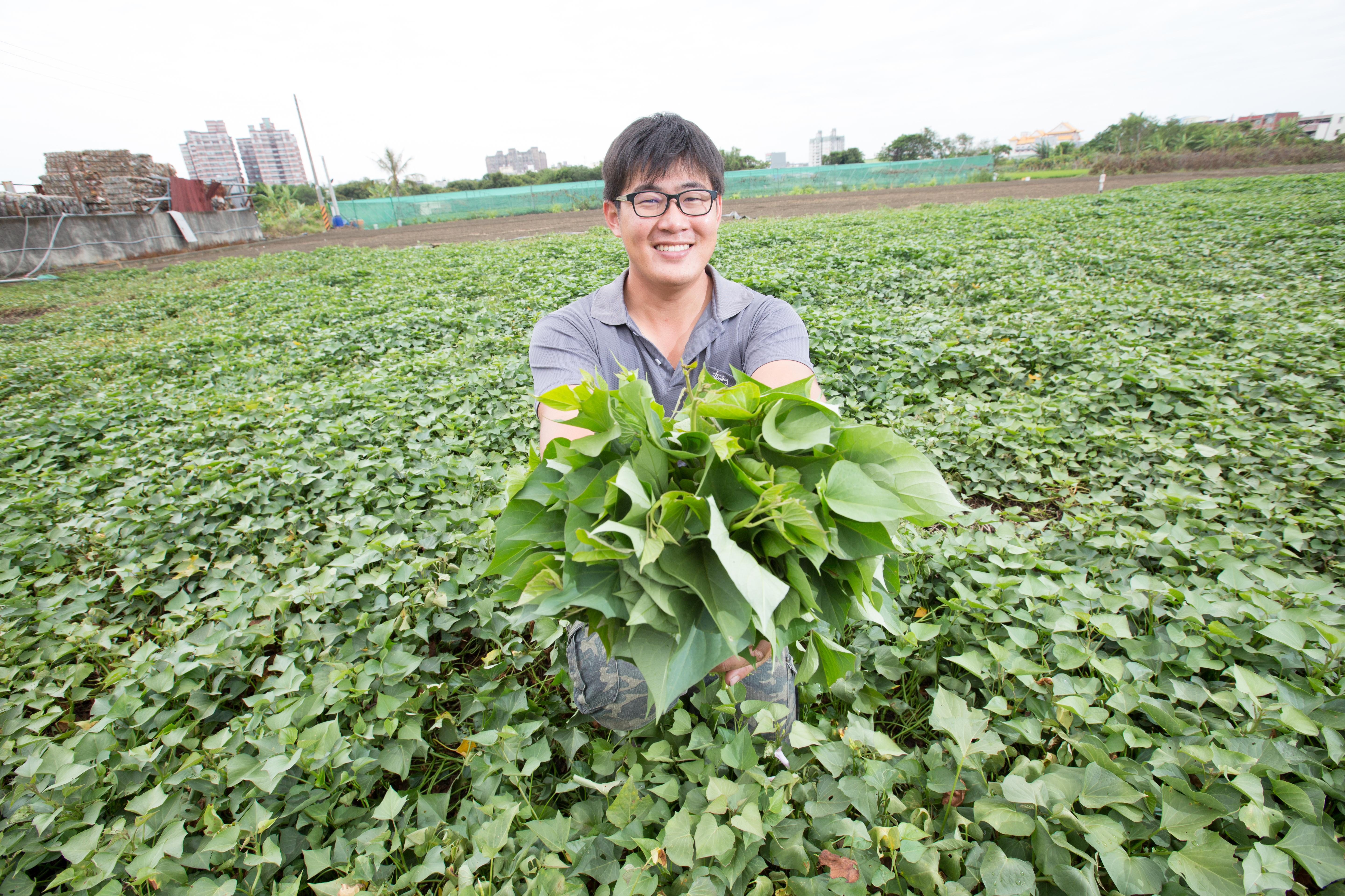 張朧文是地瓜葉菜農，為了打入餐廳客戶，試種20多種地瓜葉才找到最佳品種。