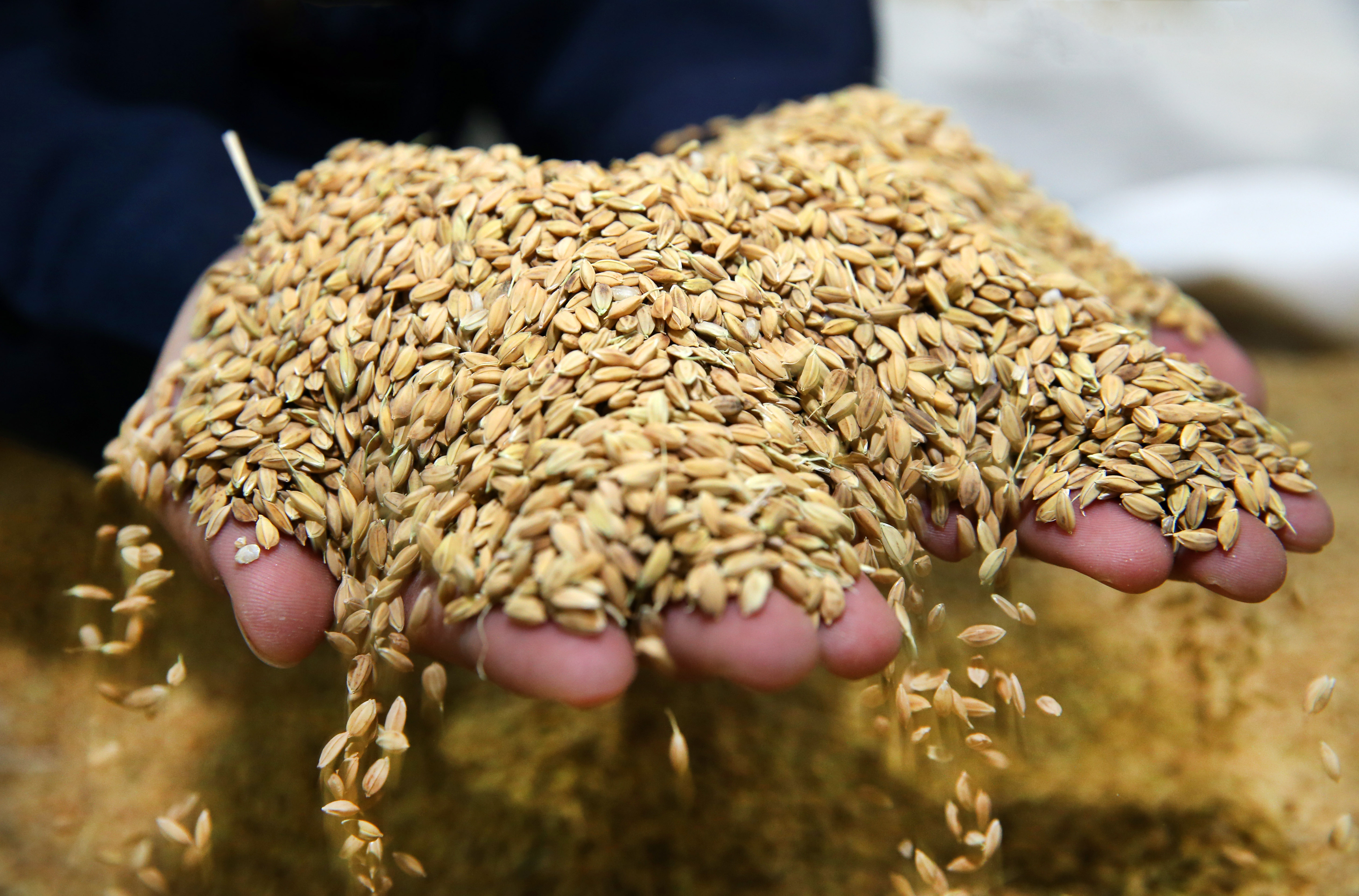 全球有20億人以米為主食。（東方IC）