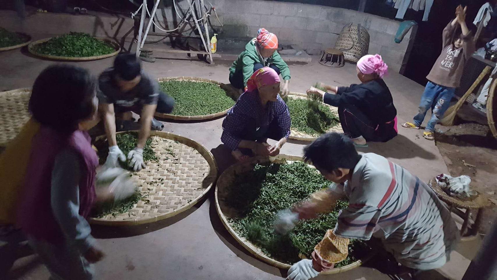 蔡其建認為喬木、古茶園只會越來越少,將來只會更珍貴。(蔡其建提供)