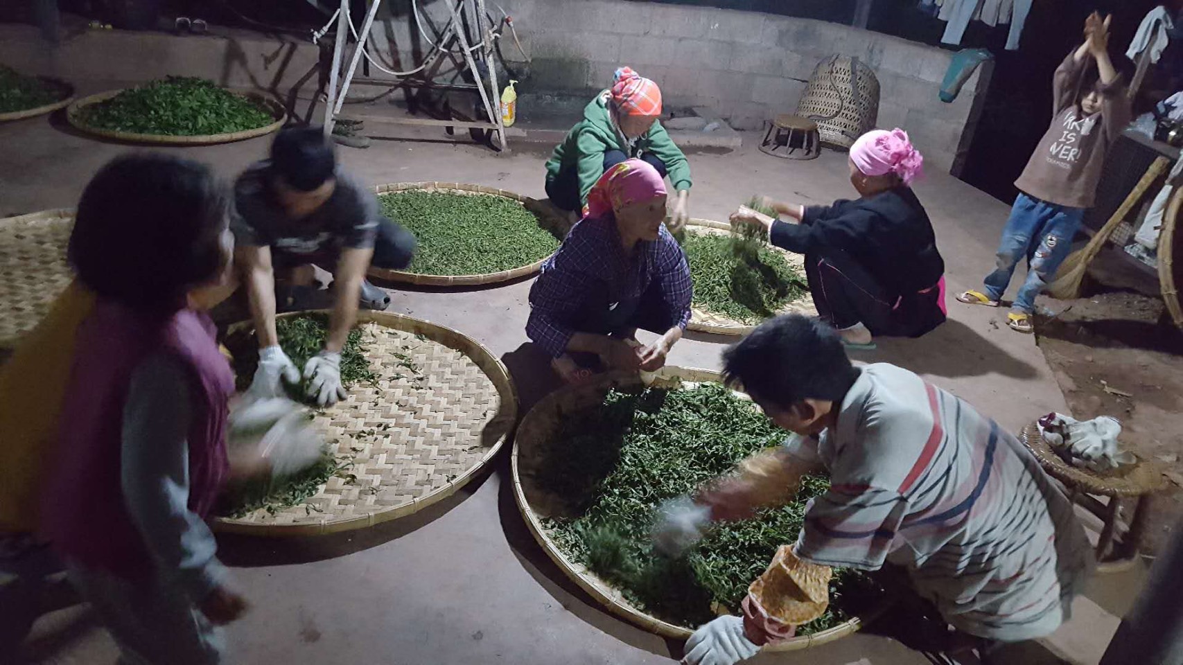蔡其建認為喬木、古茶園只會越來越少，將來只會更珍貴。（蔡其建提供）