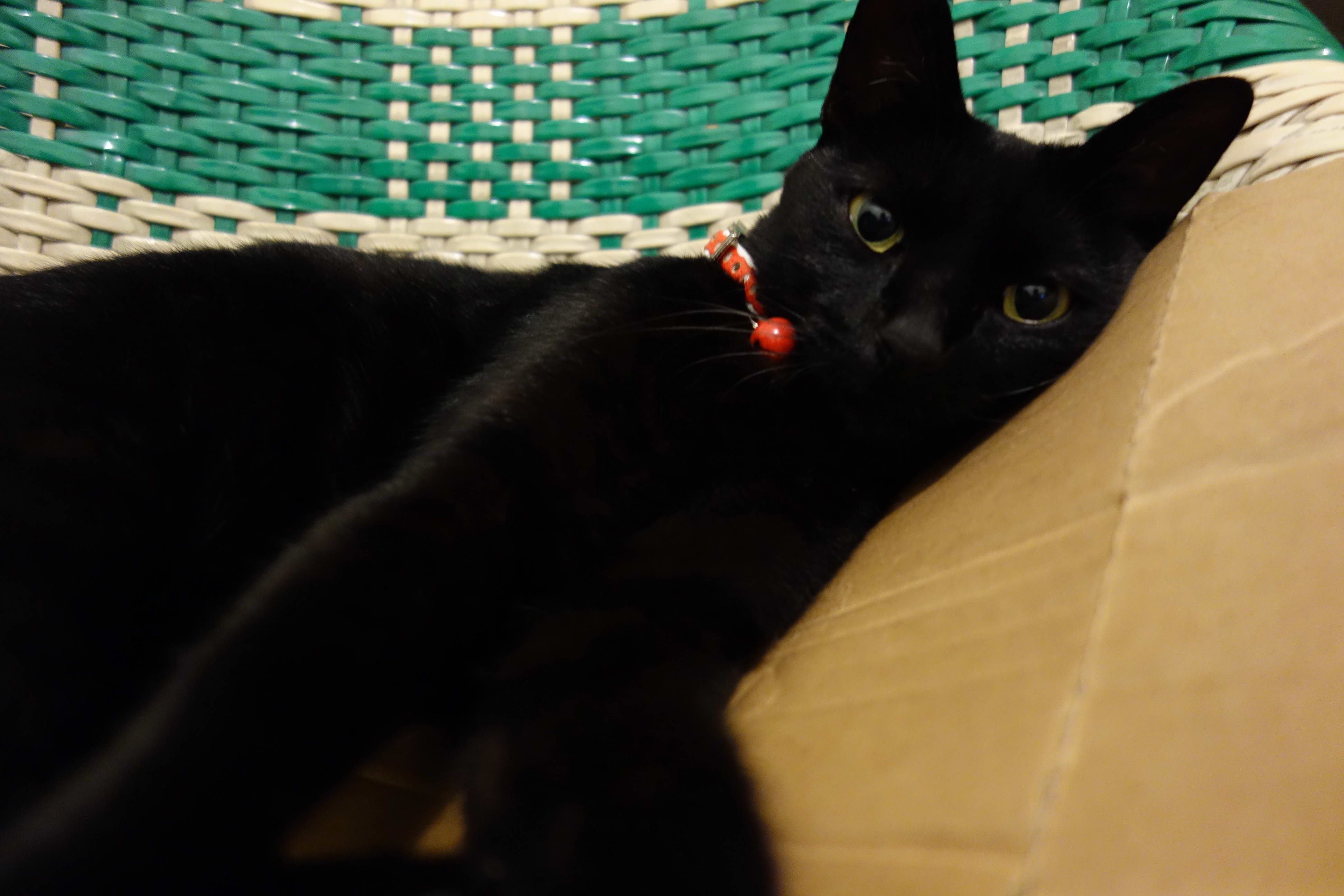 侯季然拍《剪刀找貓》，最想找回家中走失的黑貓。（公視提供）