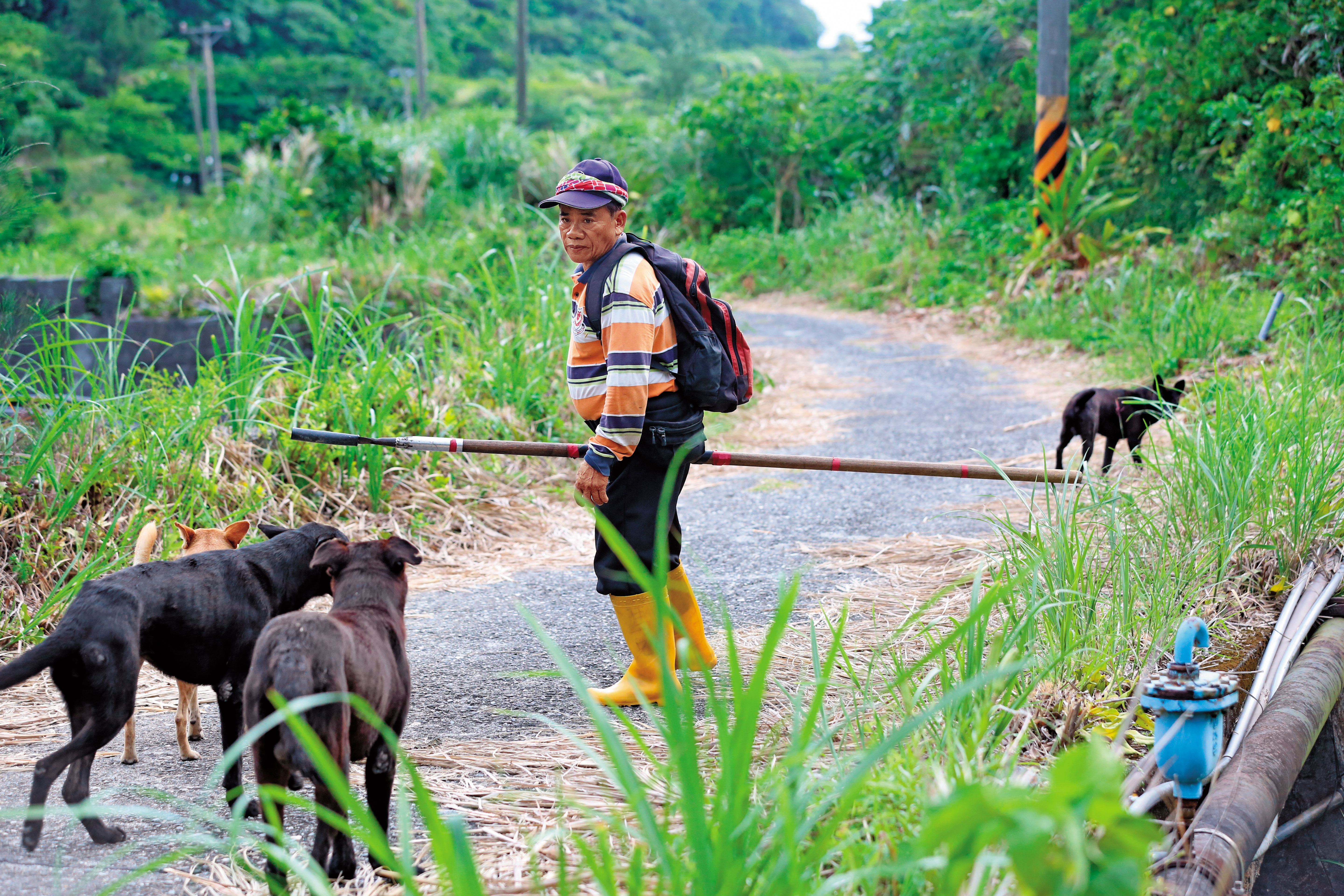 「蘭嶼山豬王」鍾馬雄帶著獵犬,深入獵區「為民除害」。