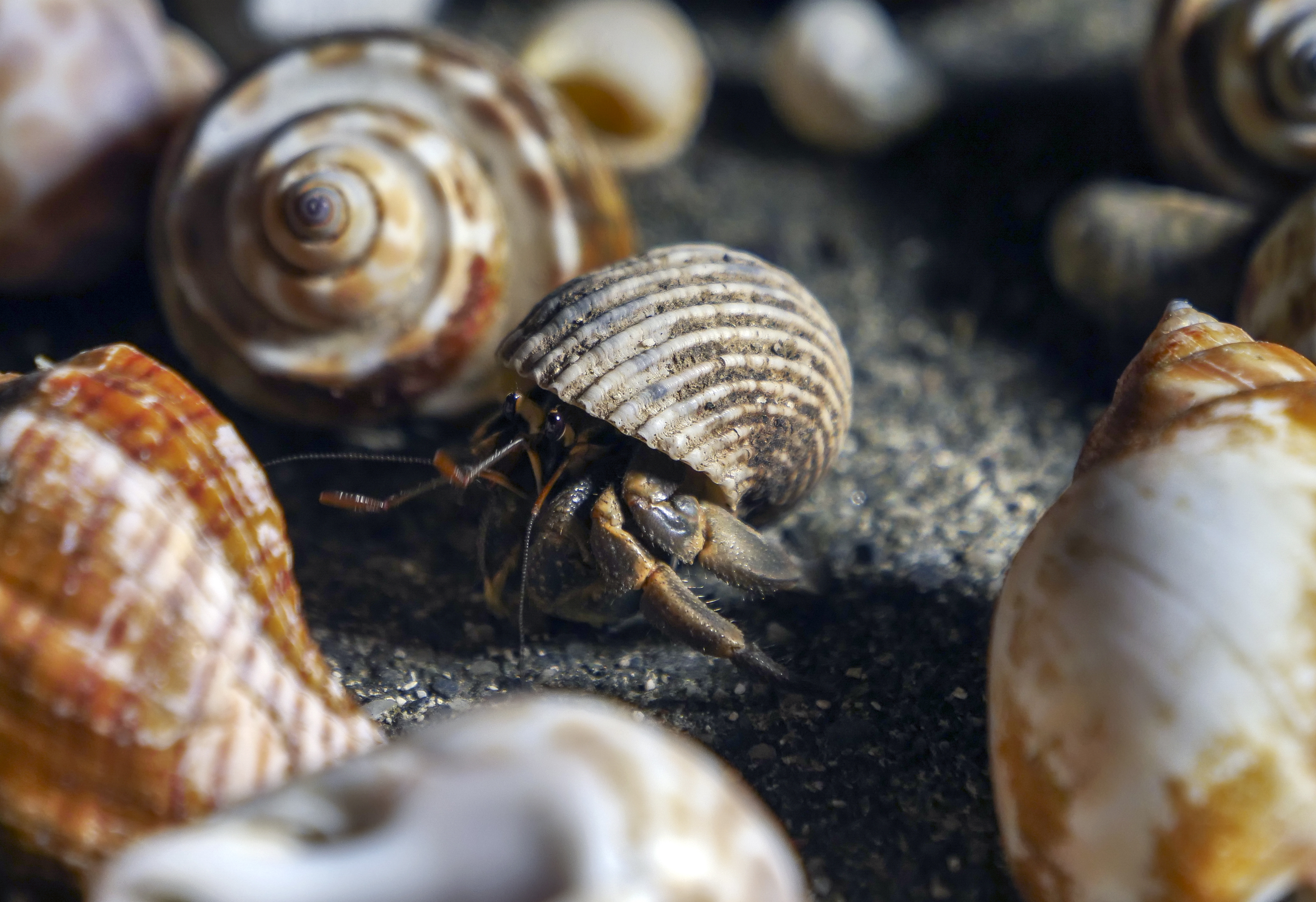 由民眾提供乾淨的貝殼及螺殼，讓寄居蟹能安居生活。