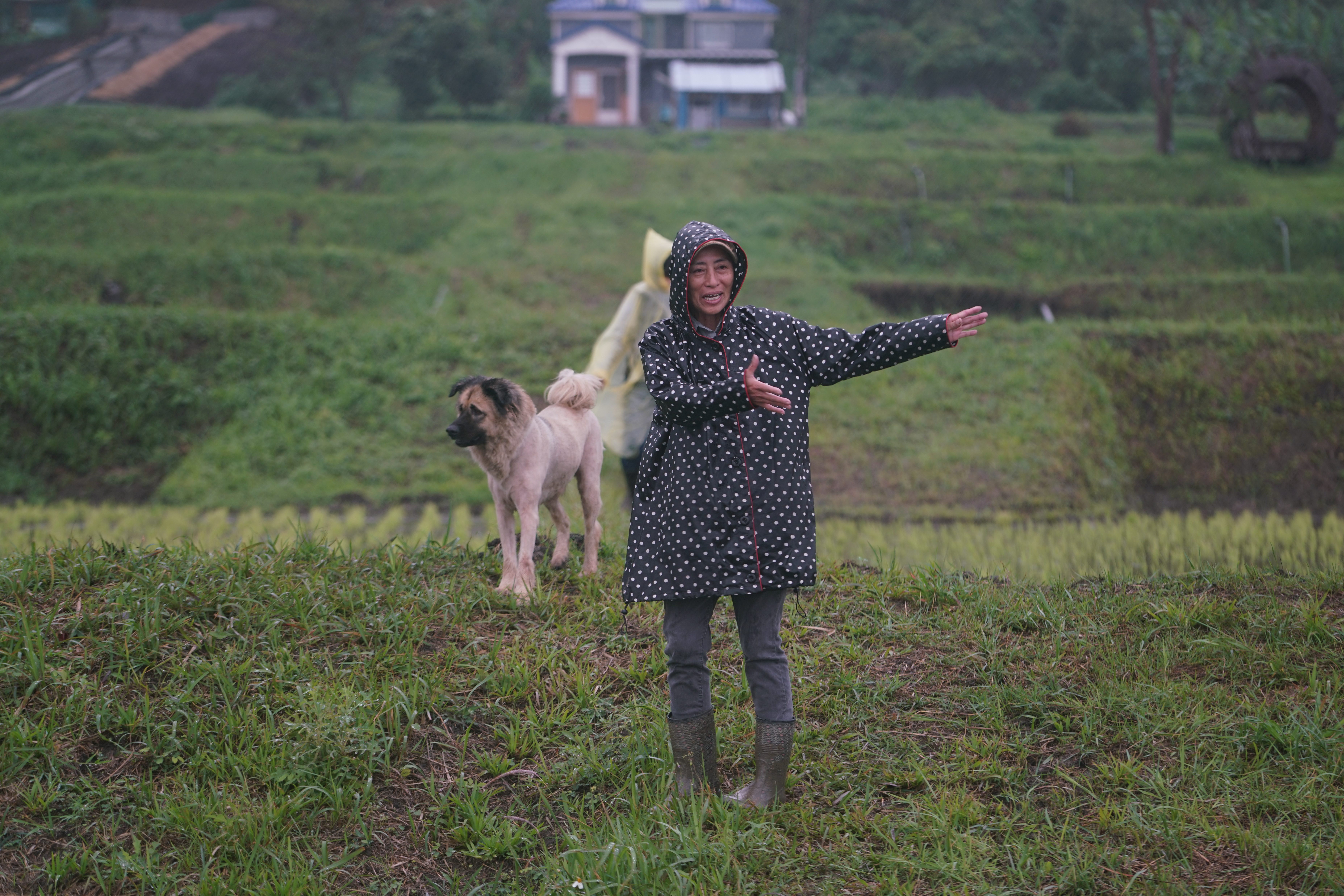 阿美族人舒米如妮是海稻田復耕的重要推動者，她和「哇助」（阿美族語的狗）每天一起到田裡工作。