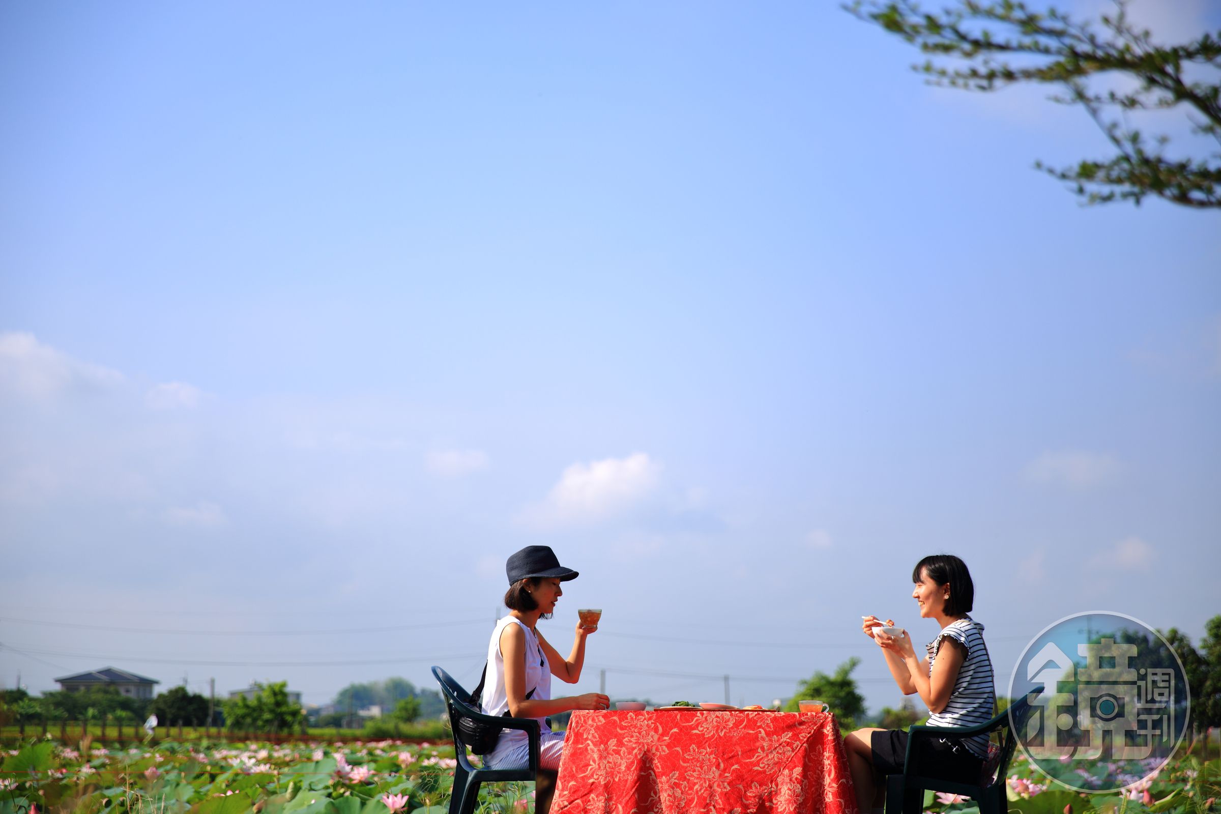 今年夏天到白河不只能賞蓮，還能品嘗蓮子、蓮藕與蓮花做成的各種小菜與料理。