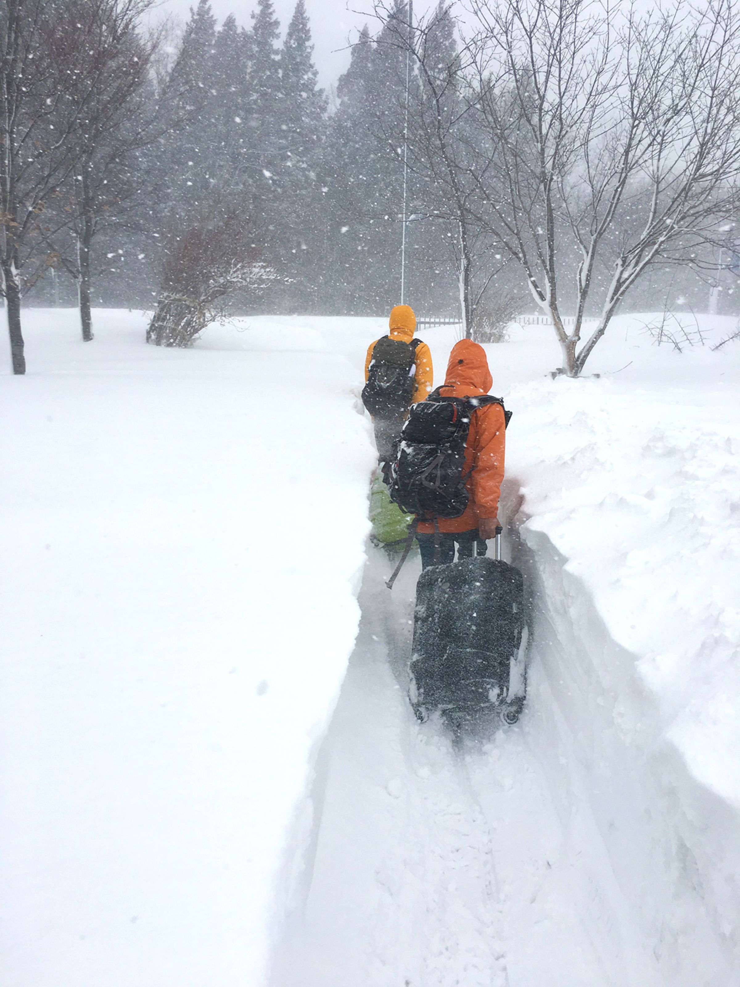 青森遇到暴風雪，在半個人深的雪中前進。
