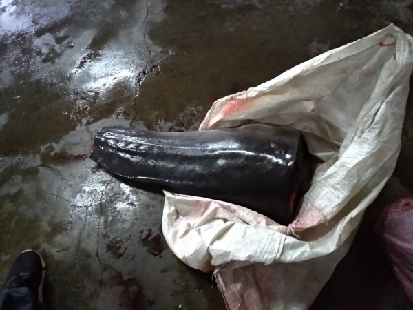 民宅藏匿的1噸海豚肉。(海巡署提供)