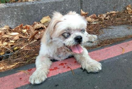 近乎全盲的瑪爾濟斯狗不慎走失，被好心民送至八里收容所，卻遭收容所人員丟至山中棄養。（翻攝畫面）