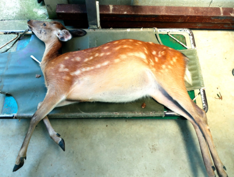 受傷的鹿因麻醉沉睡中。（翻攝朝日新聞）
