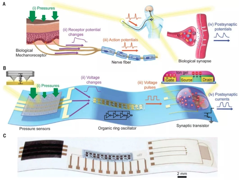 人造感覺神經系統。