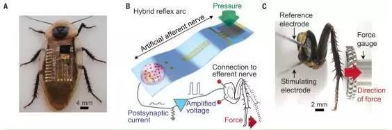 人造傳入神經與生物傳出神經介面形成的生物-電子混合反射弧。