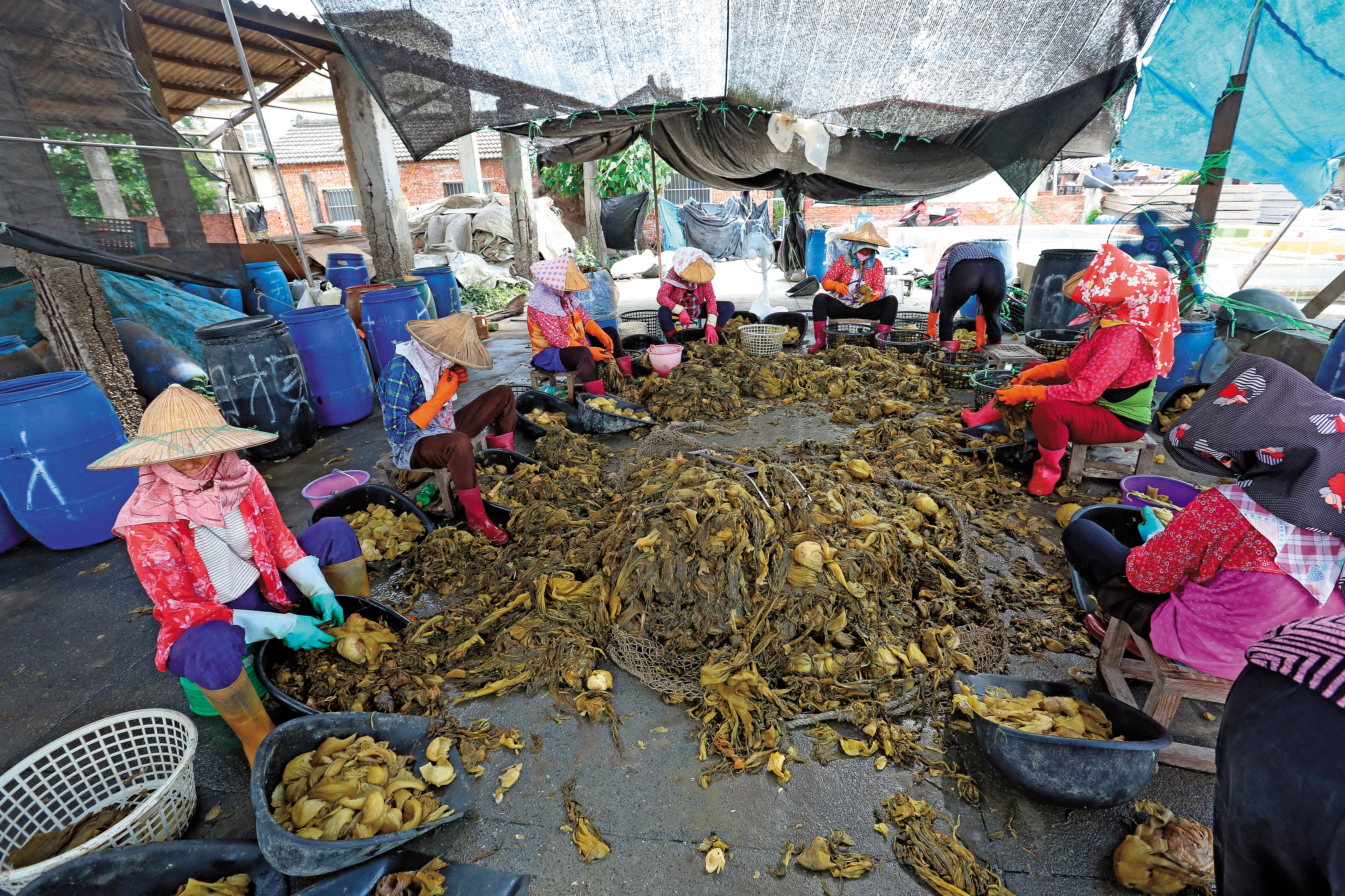 農保新制今年2月上路，將從實際從事農務者納保，卻有不少老農哀嘆變農保孤兒。