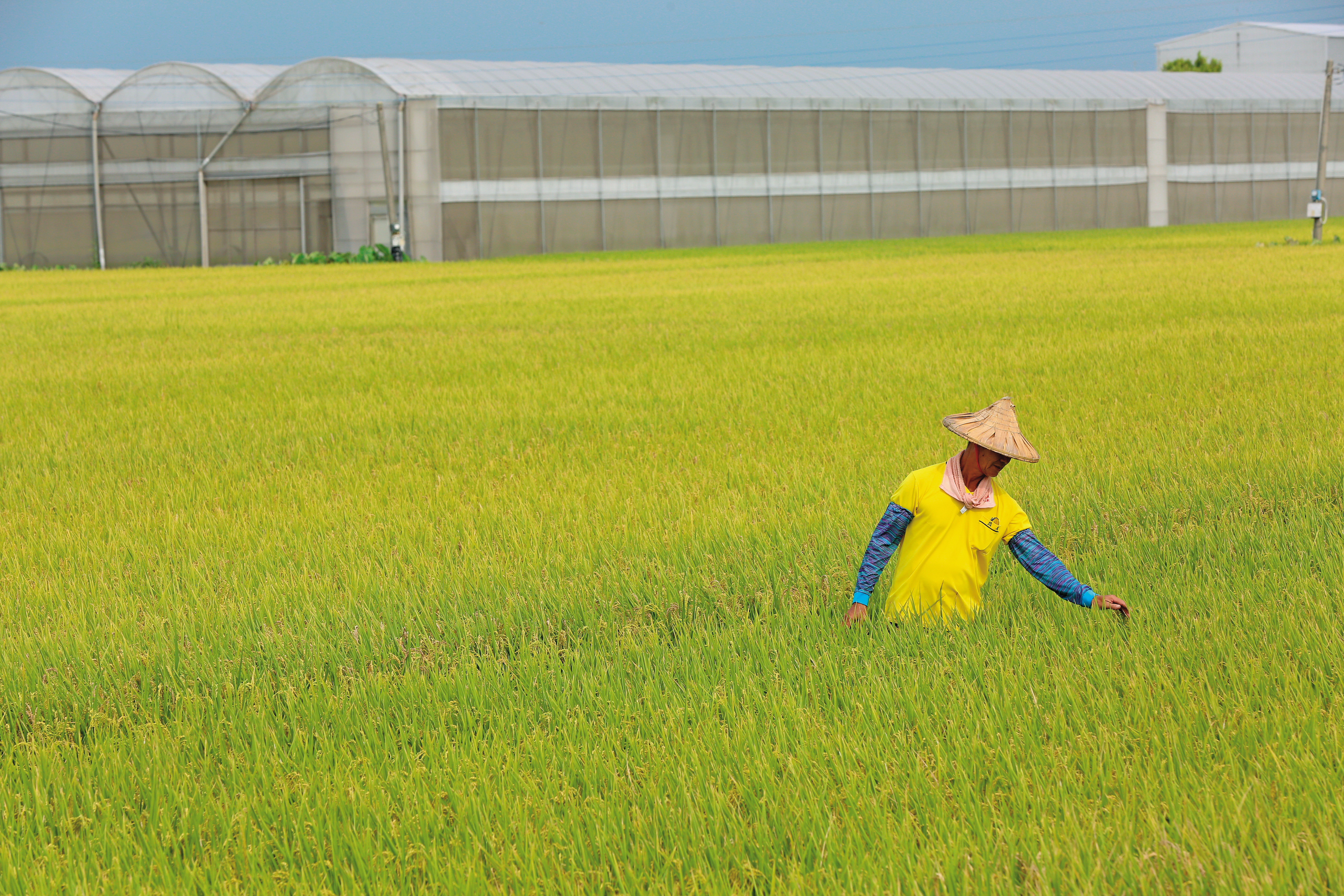 1988年投保農保舊制的老農民，因變賣土地而喪失補助資格。