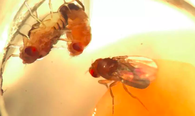 光照就會性高潮！最新研究：獎勵機制讓果蠅深陷「紅燈區」