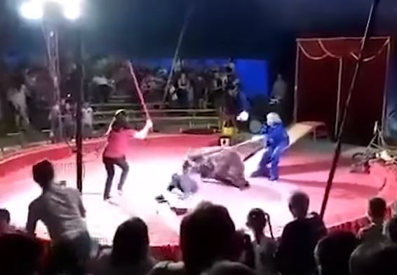 俄羅斯南部發生一起馬戲團棕熊襲擊訓獸師事件。（翻攝畫面）