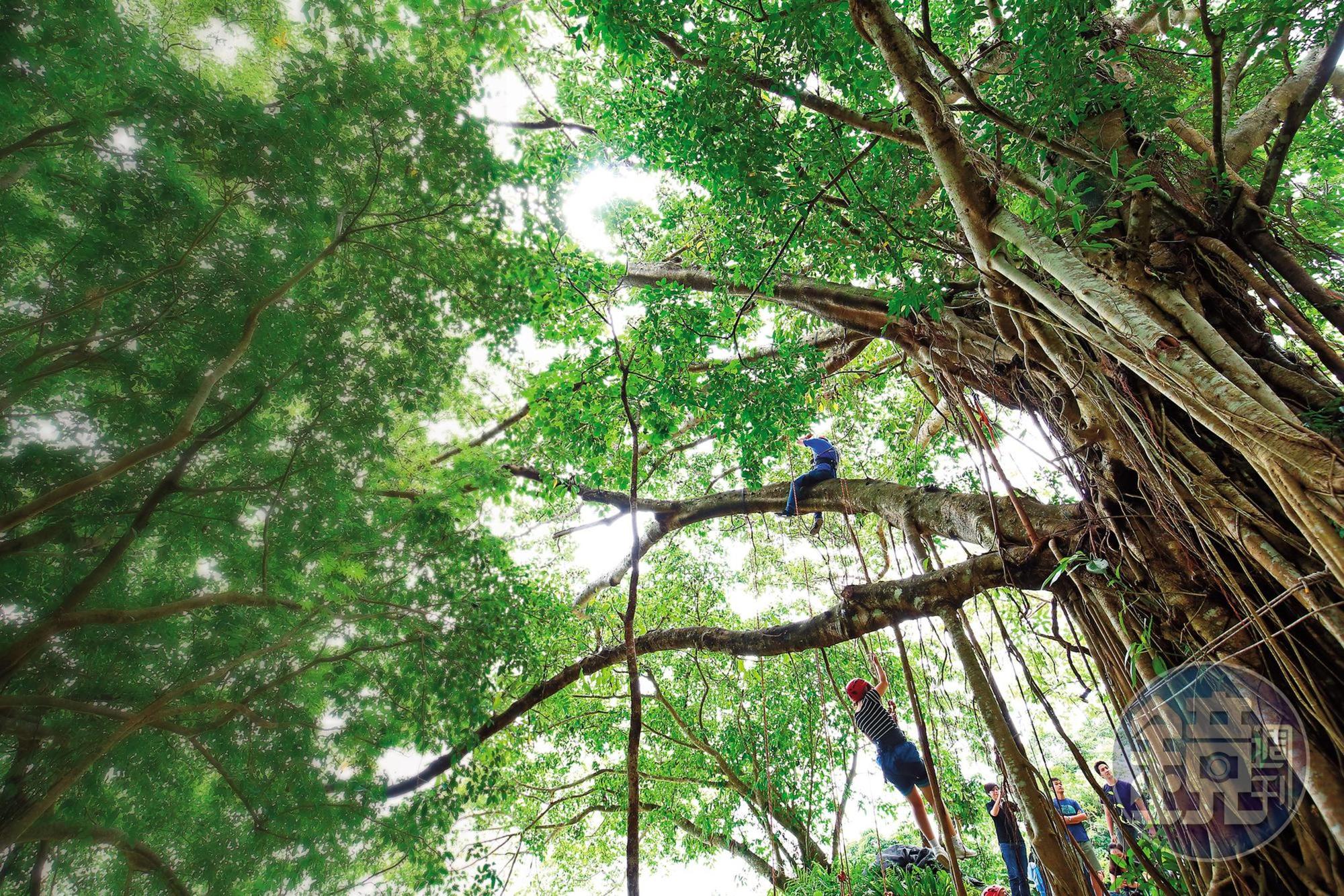 在｢高山森林基地｣透過攀樹活動，人與樹有了最自然的互動。