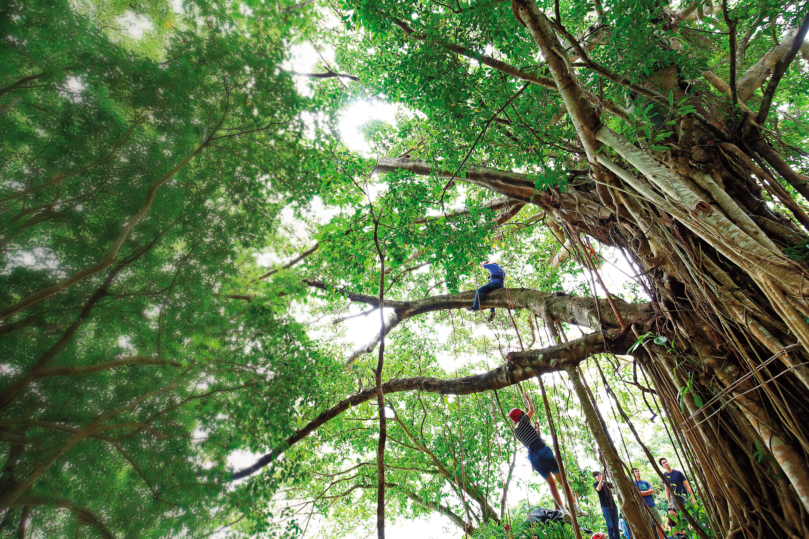 在｢高山森林基地｣透過攀樹活動，人與樹有了最自然的互動。