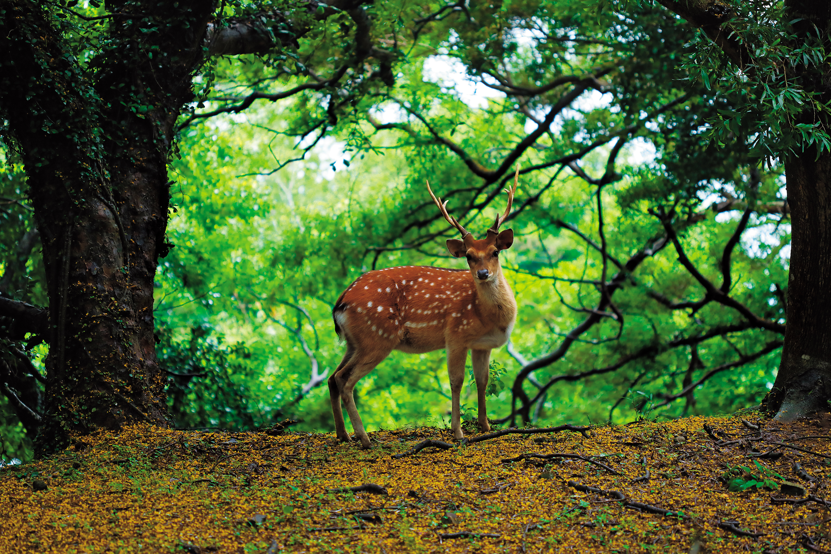 梅花鹿悠哉地穿梭在樹林間。