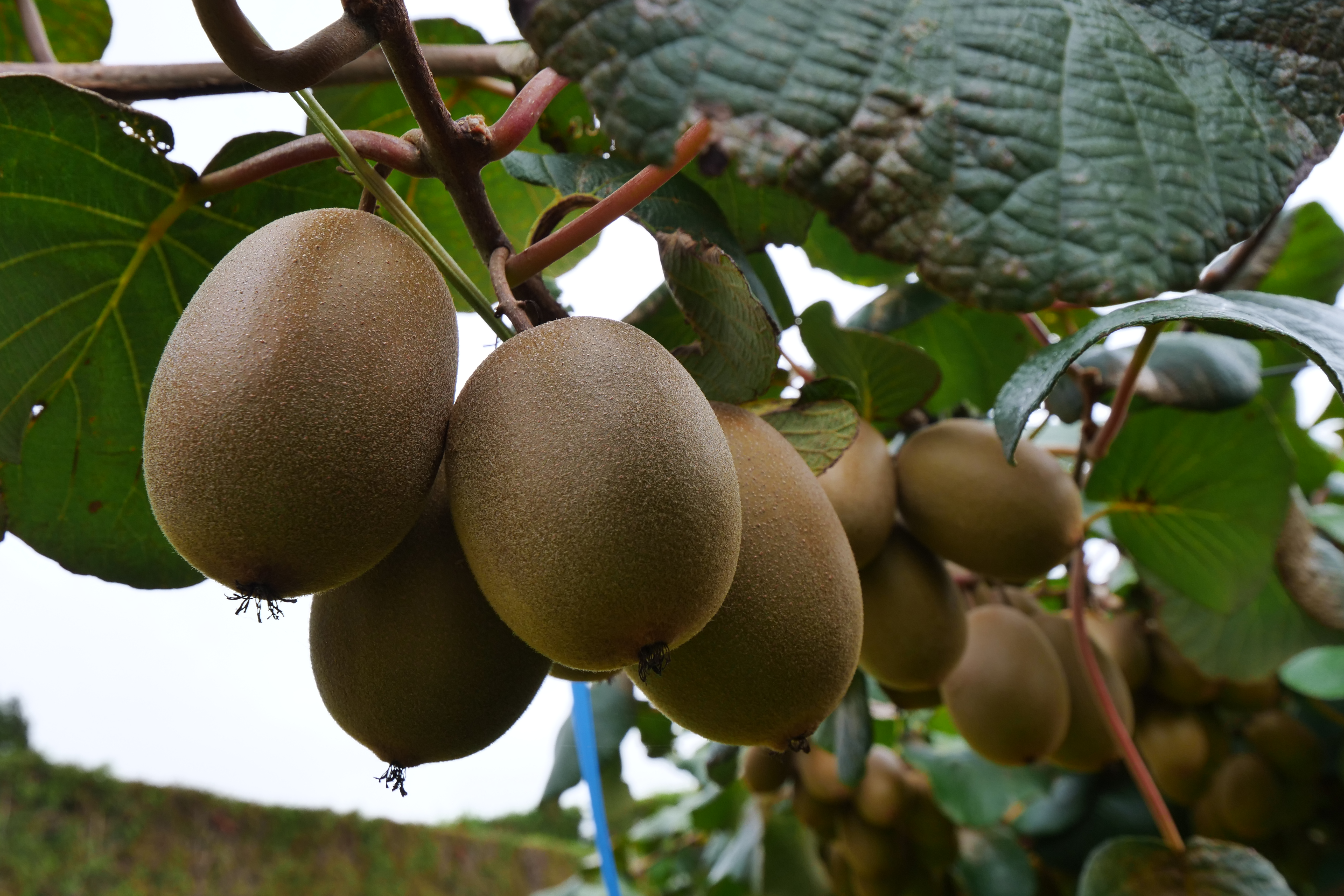 從紐西蘭進口的奇異果，全程低溫配送，抵達台灣的超市時，還能維持果子的硬度。