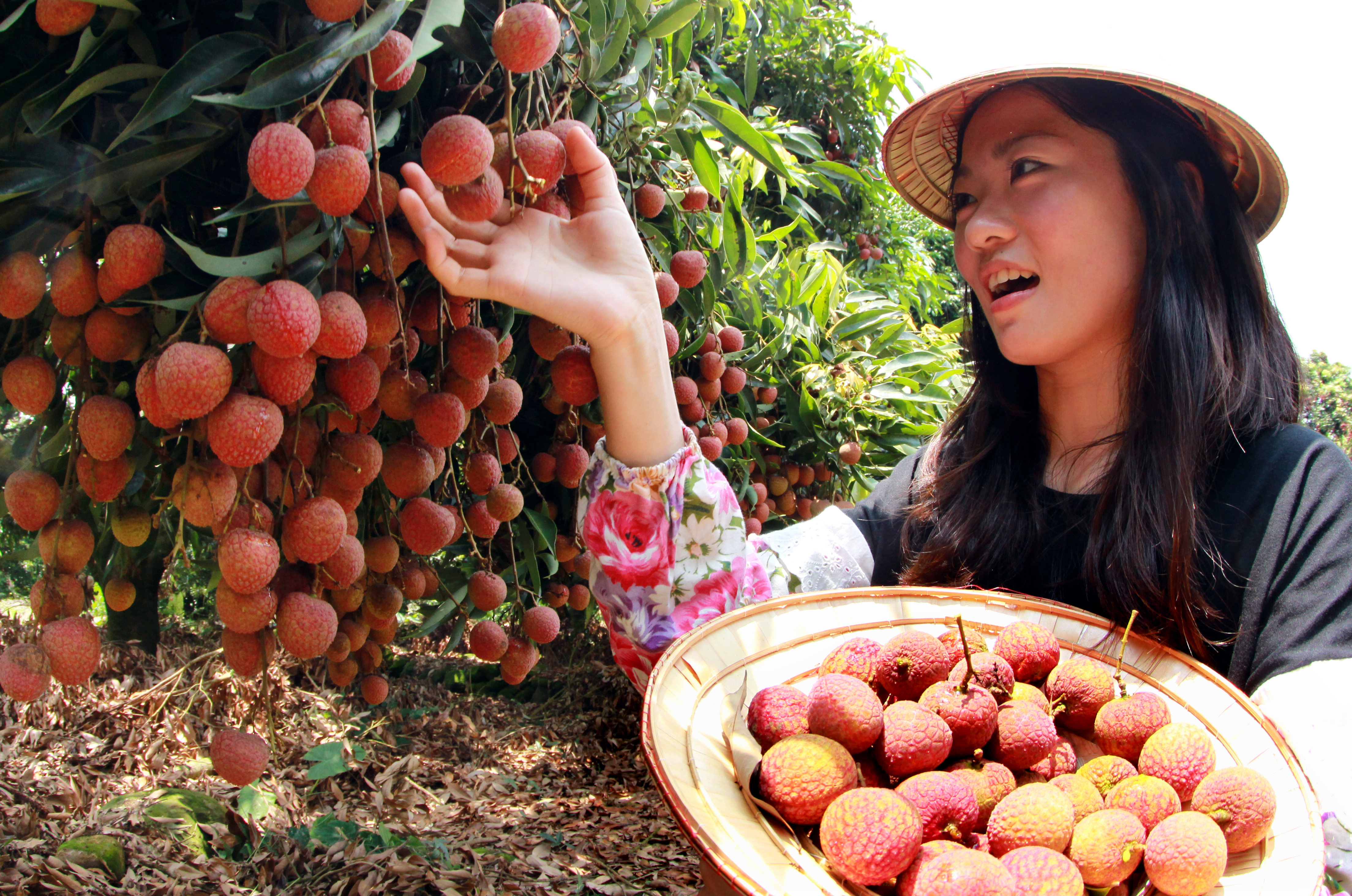 【果園嚐鮮特企】農委會　帶你走進果園嚐「鮮」