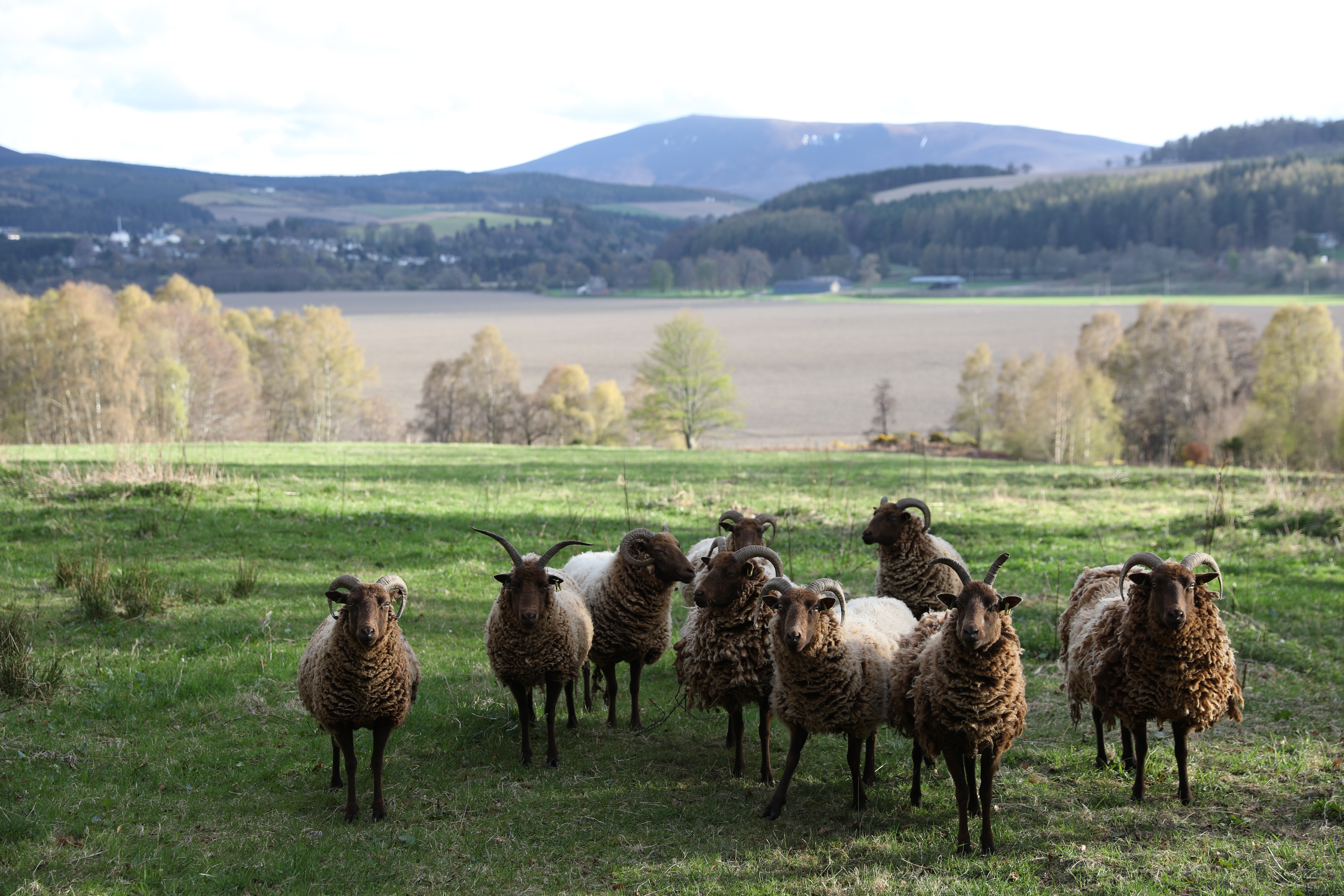 蘇格蘭高地是動物的天堂，在鄉間小路旁偶遇的綿羊，雙眼炯炯有神衝到柵欄前看著外地來客，是很有趣的體驗。