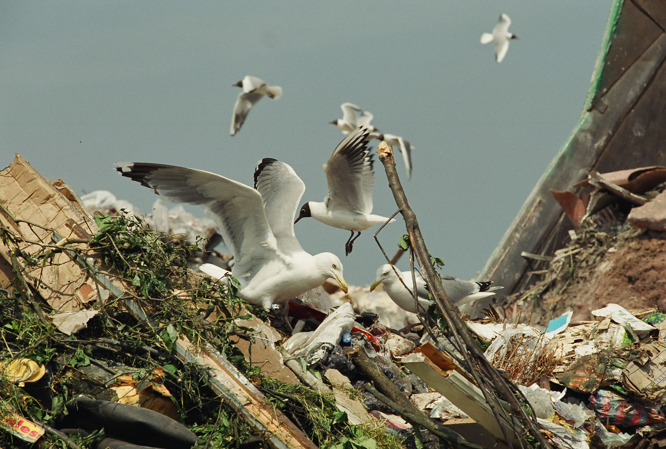 曾獲歐洲電影獎最佳紀錄片的《夢之地》以廢棄物掩埋場為背景，拍出生命的循環。  (TIDF提供）