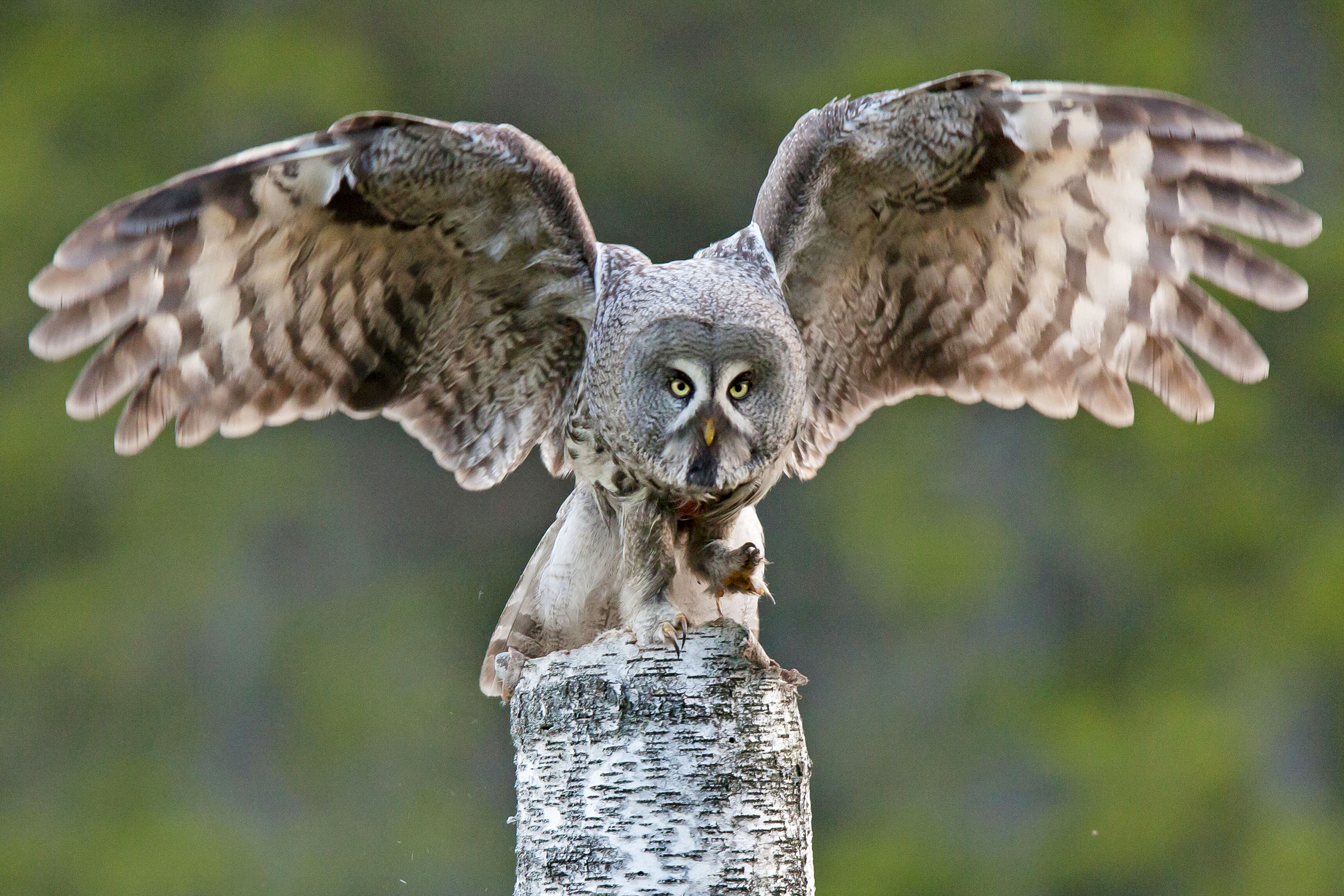 一隻烏林鴞在黑市喊價可達300萬台幣。(東方IC)
