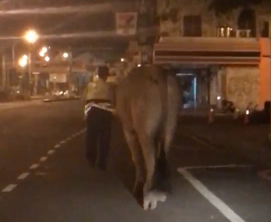 許姓警員牽著漫步回派出所，沿路引起不少民眾側目及拍照。（警方提供）