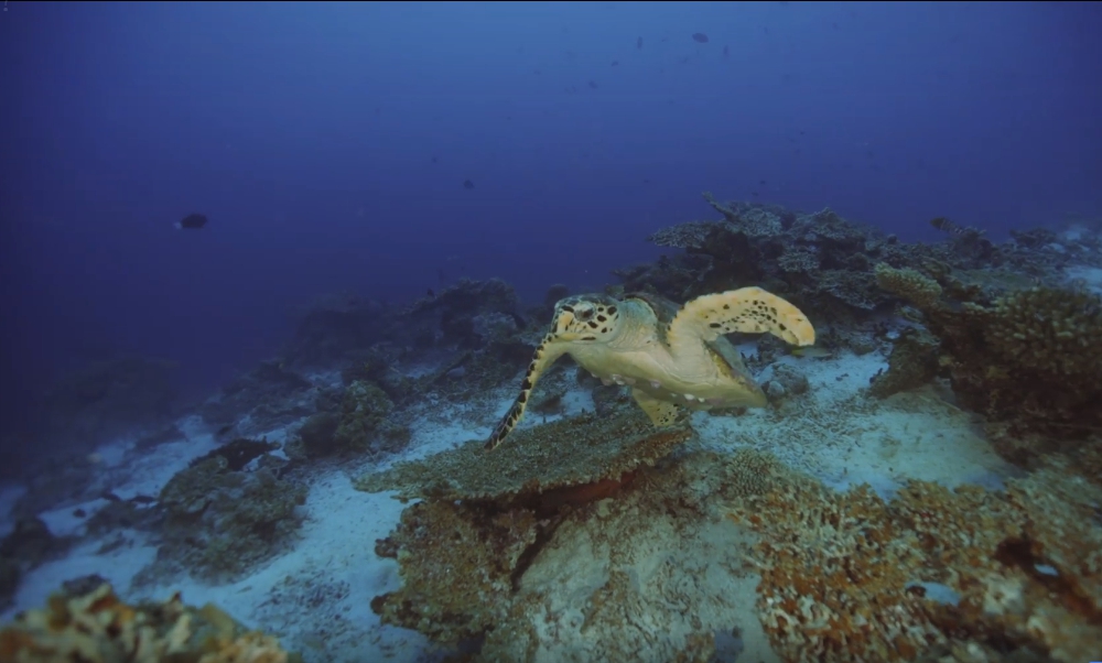 一隻海龜從白化的珊瑚礁石中游出。（翻攝袁緒虎粉絲專頁）。