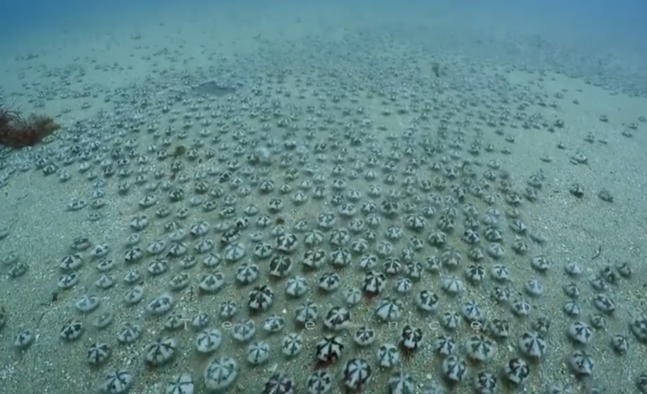 有網友在墾丁海底拍攝到大量海膽遷徙,畫面壯觀驚人。(翻攝PNN 公視新聞網粉絲專頁)