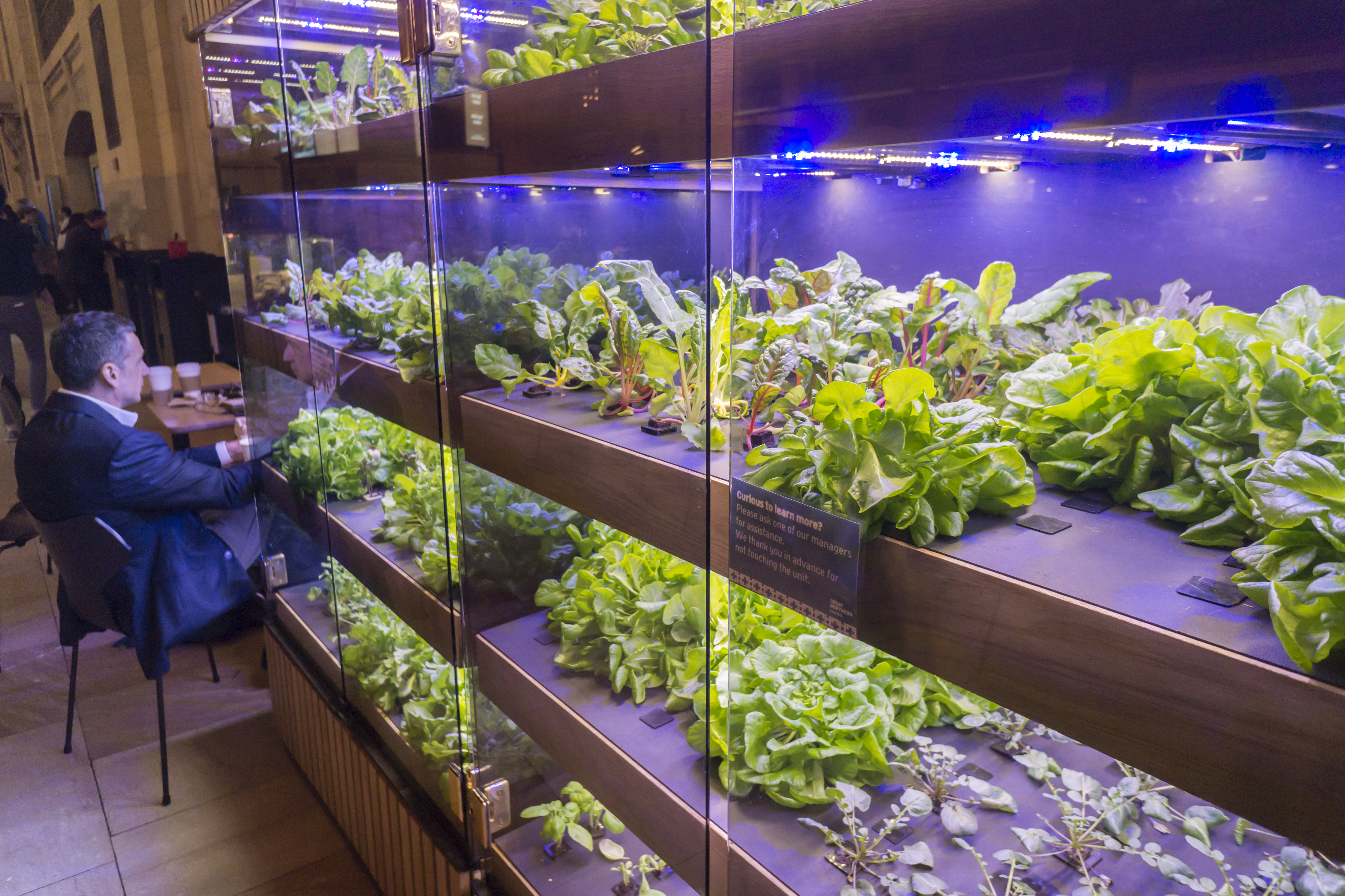 垂直農場以LED照射，並控制溫濕度在最適合生長的狀態下。（東方IC）