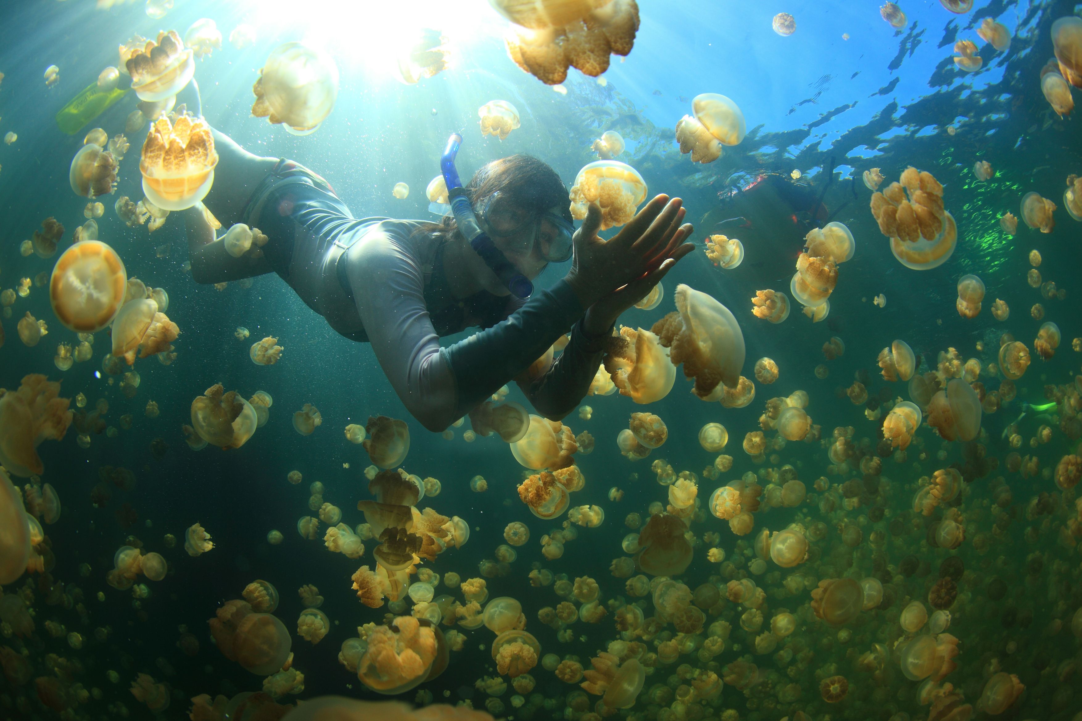 帛琉擁有豐富的海洋觀光資源，是浮潛愛好者的天堂。圖為帛琉知名的水母湖。（東方IC）