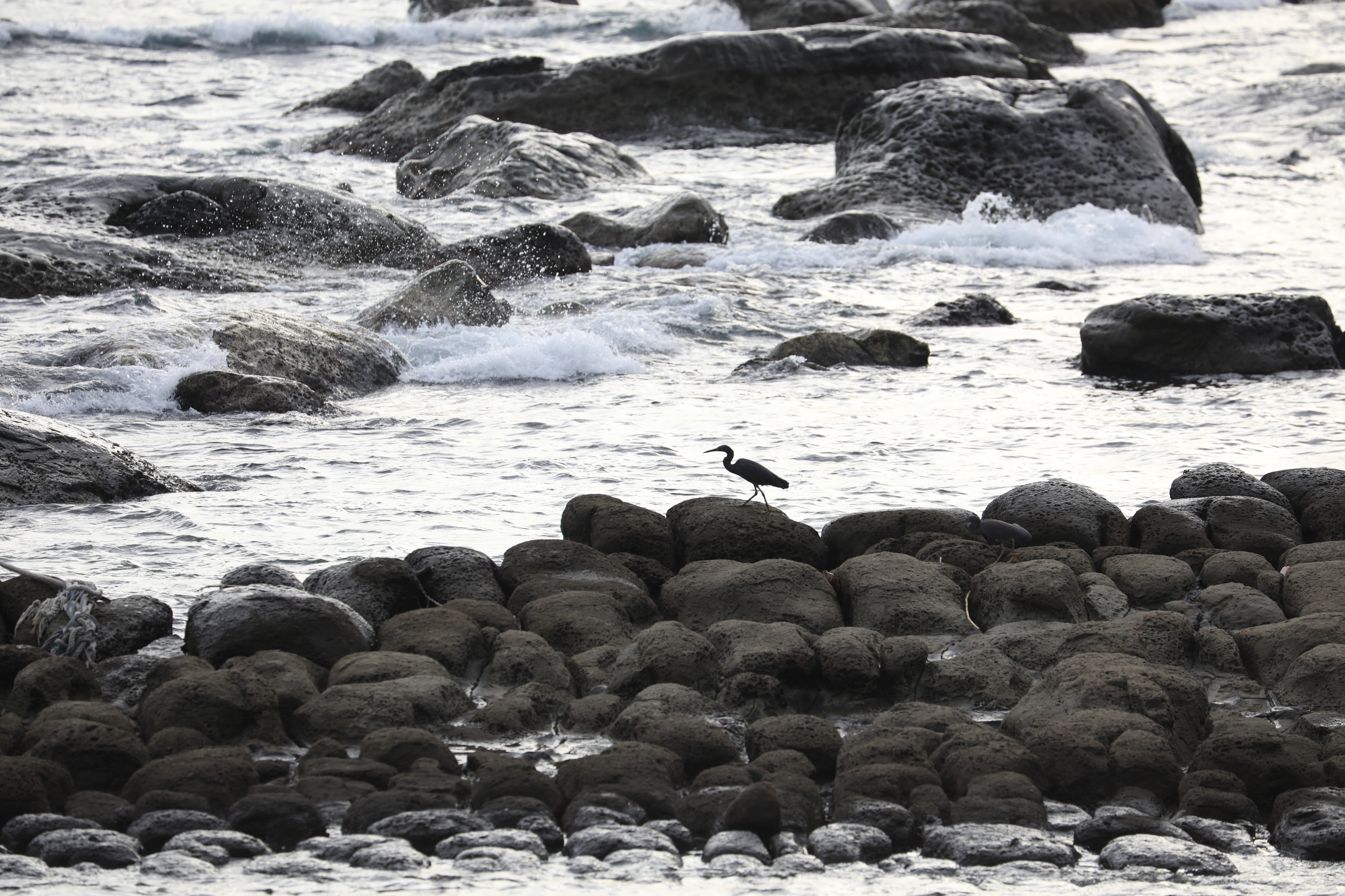 「和平島公園」有些特殊的地理景觀必須等到退潮才會被看見。